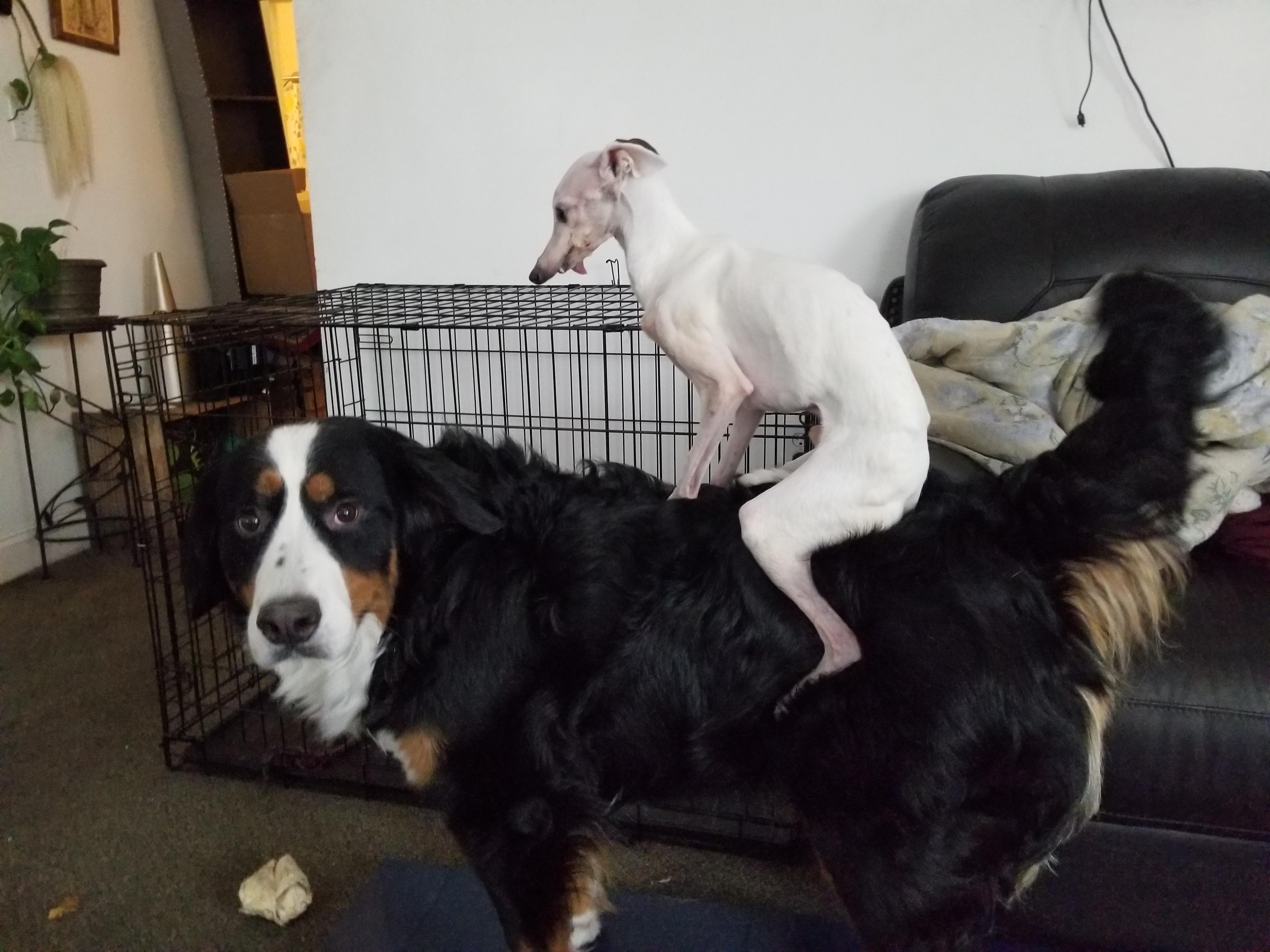 Anyone else have a dog that rides another dog like a horse? I do! r/aww