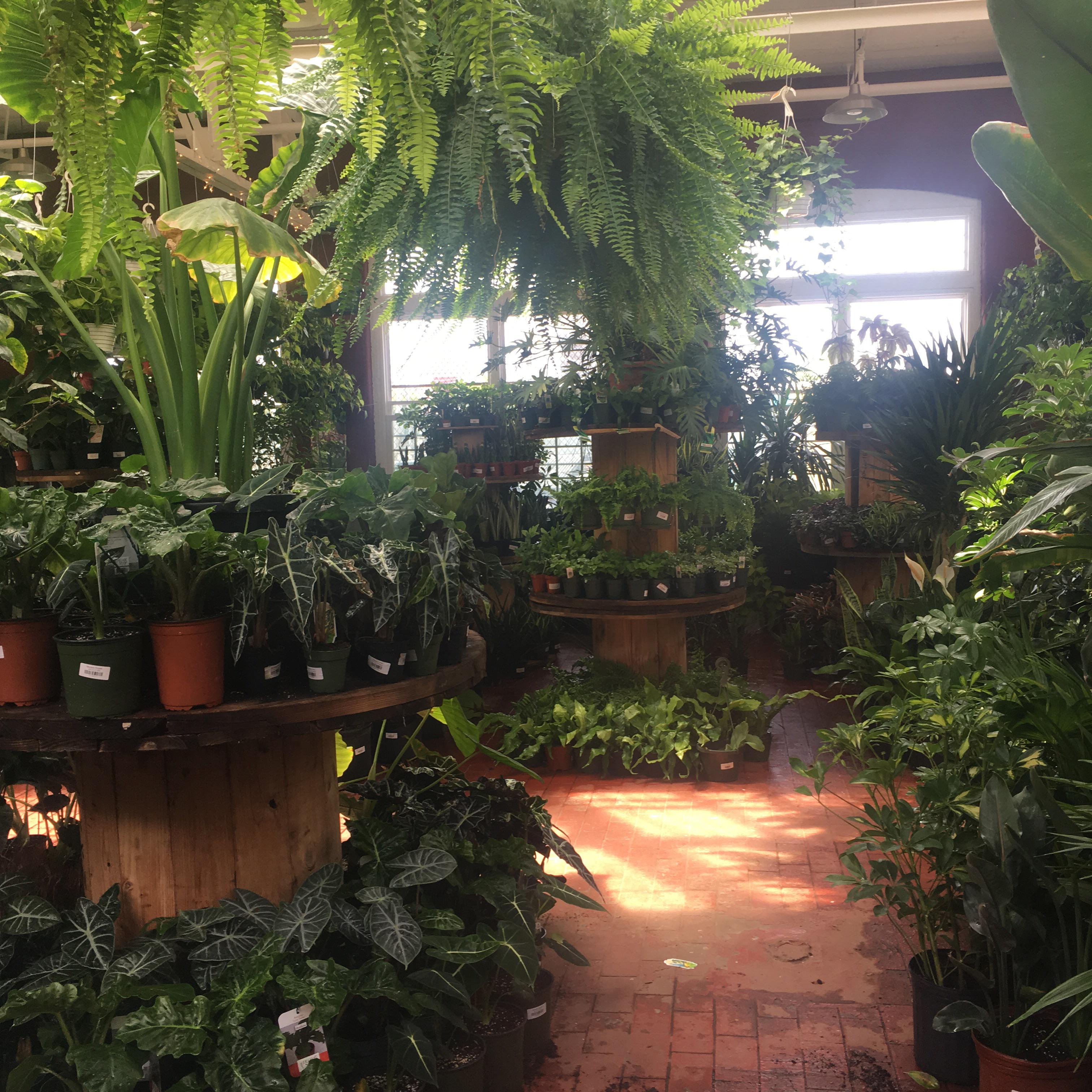 This is the largest houseplant shop I've ever been to! So many beauties