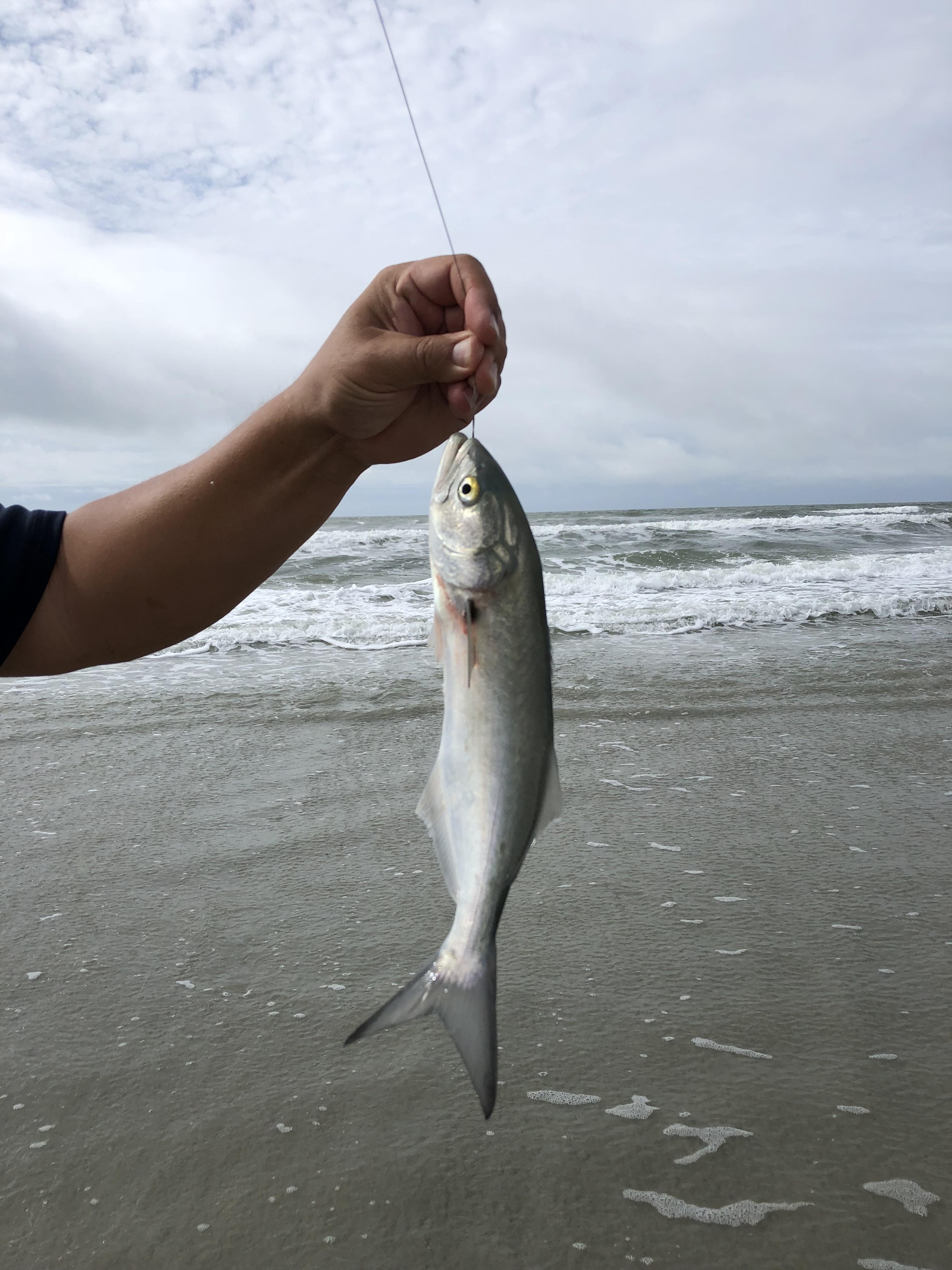 Fish ID? Northcarolina surf fishing r/Fishing
