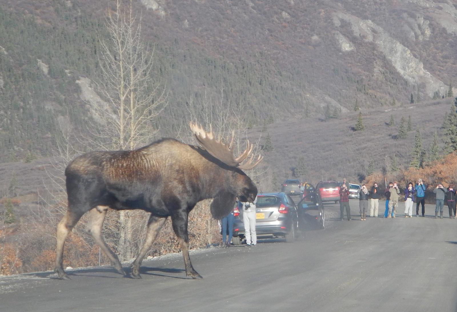 alaskan moose next to human 😳 r/HumanForScale