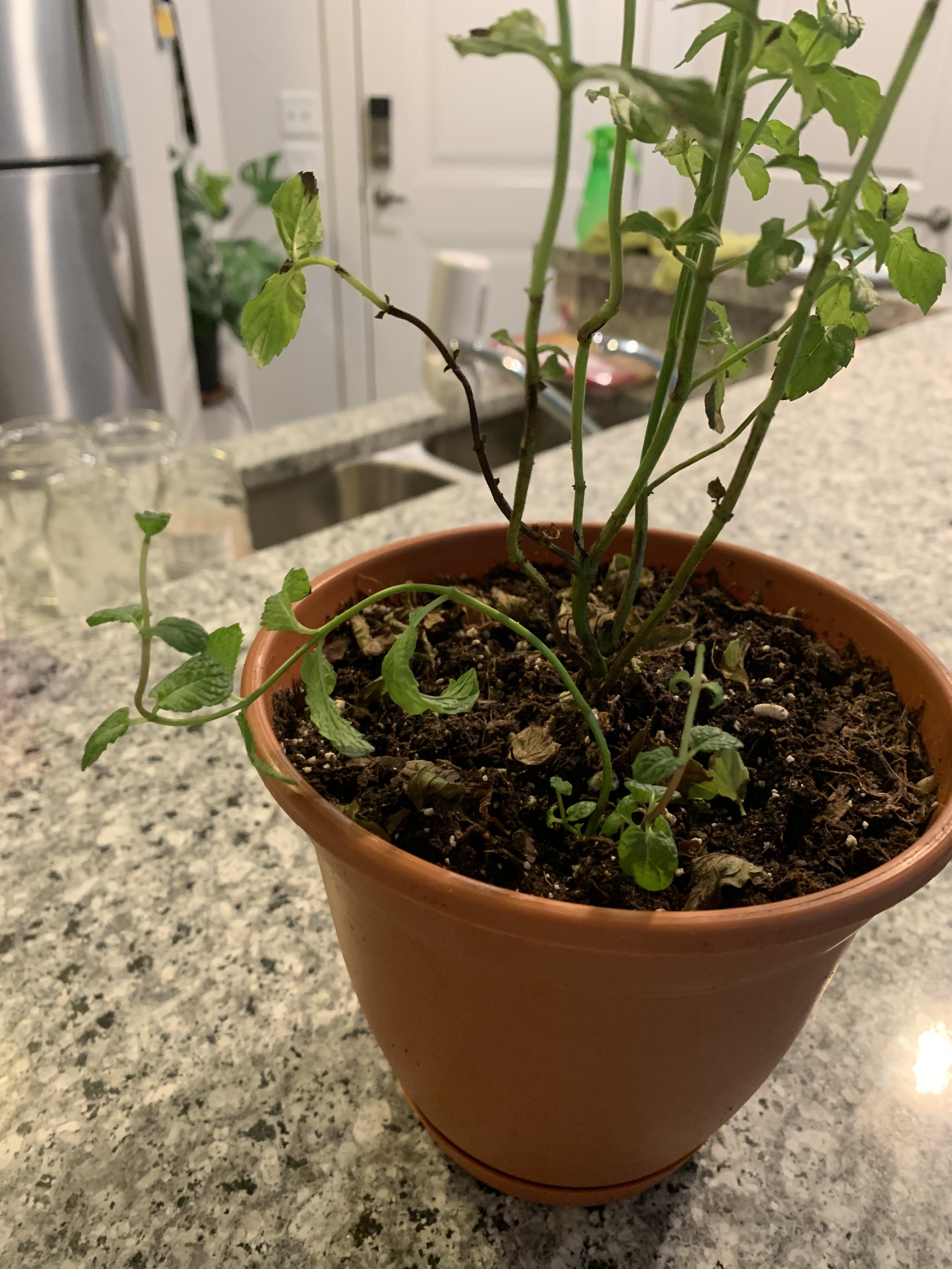 Why does my mint keep dying! r/plantclinic
