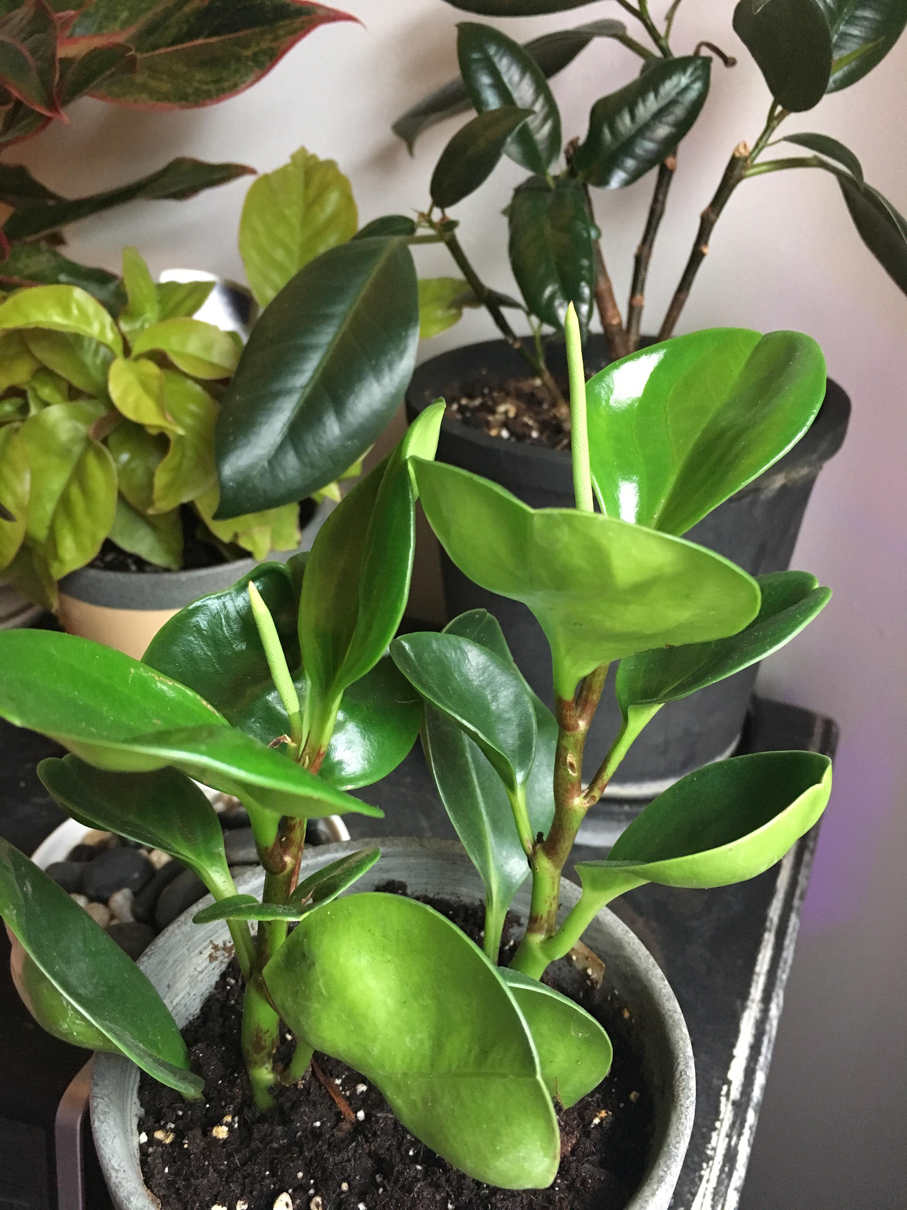 My Baby Rubber Plant, Peperomia Obtusifolia, is flowering