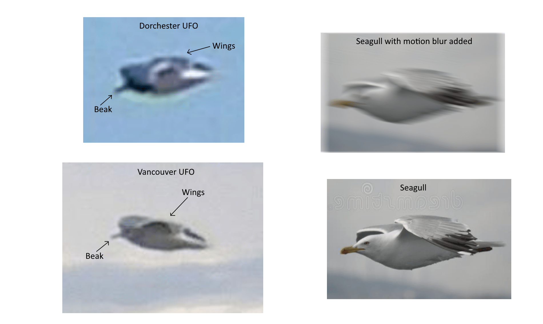 Dorchester and Vancouver Island UFOs most likely seagull or sea bird