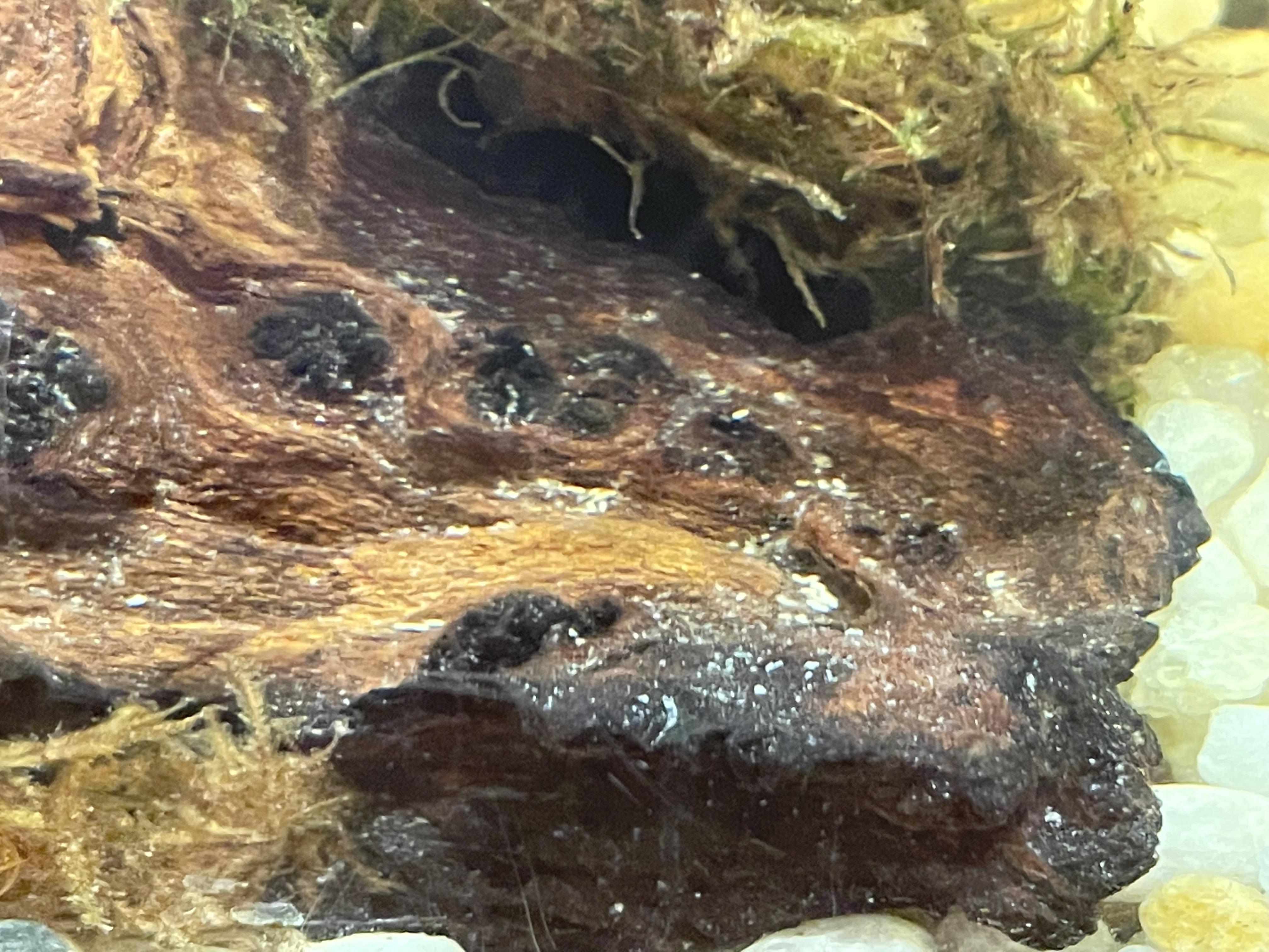 Tiny white specks? Aquariums