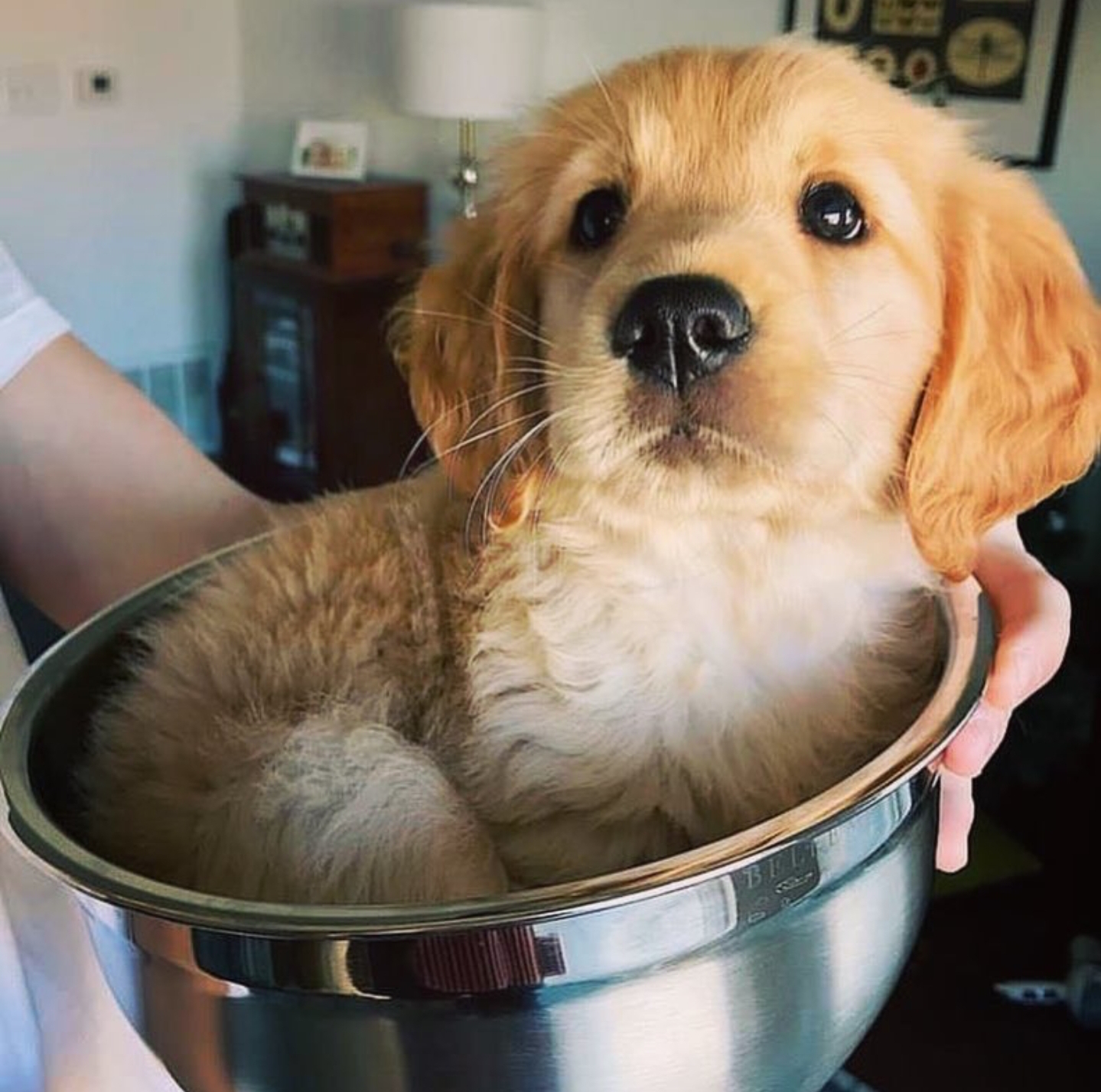 Bowl of pup with a fresh button nose [Dog] r/CuteNightcap