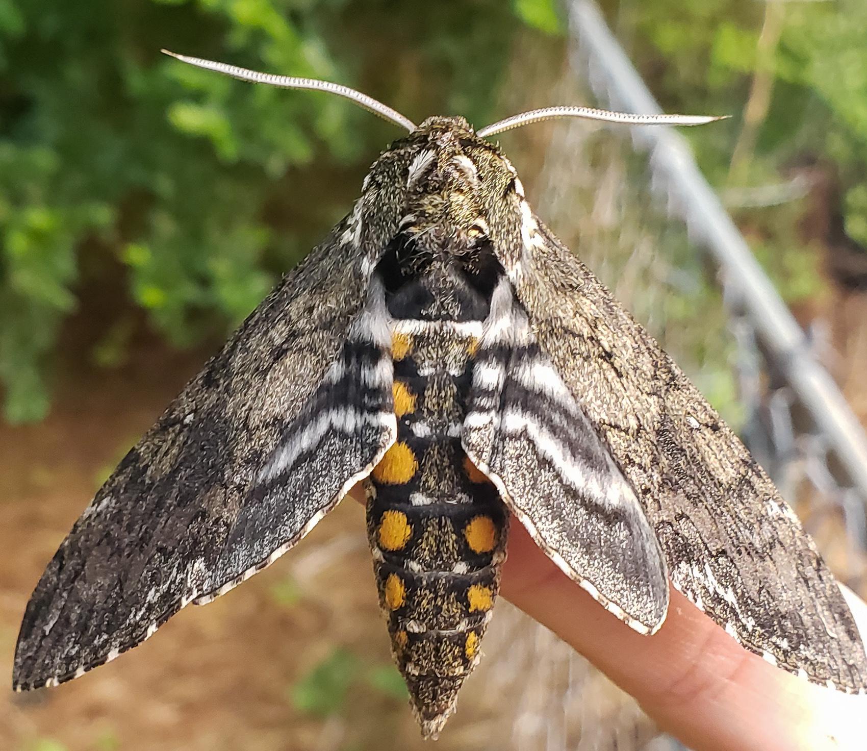 Giant moth from the neighbors garden r/AnimalPorn