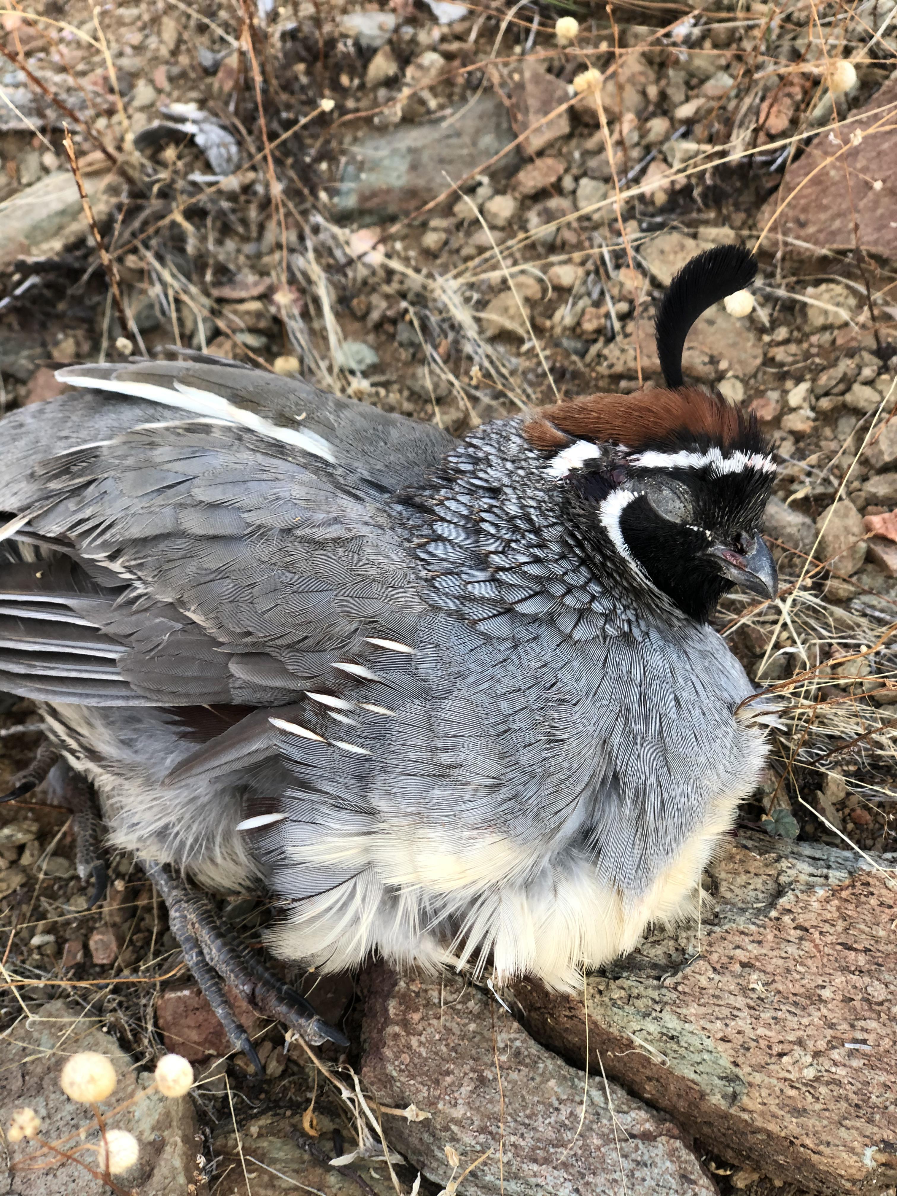 Quail season in AZ, such a beautiful bird. Jalapeño Quail poppers on