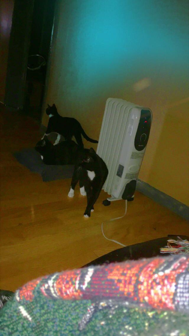 The kitty’s love the heater 😸 r/cats