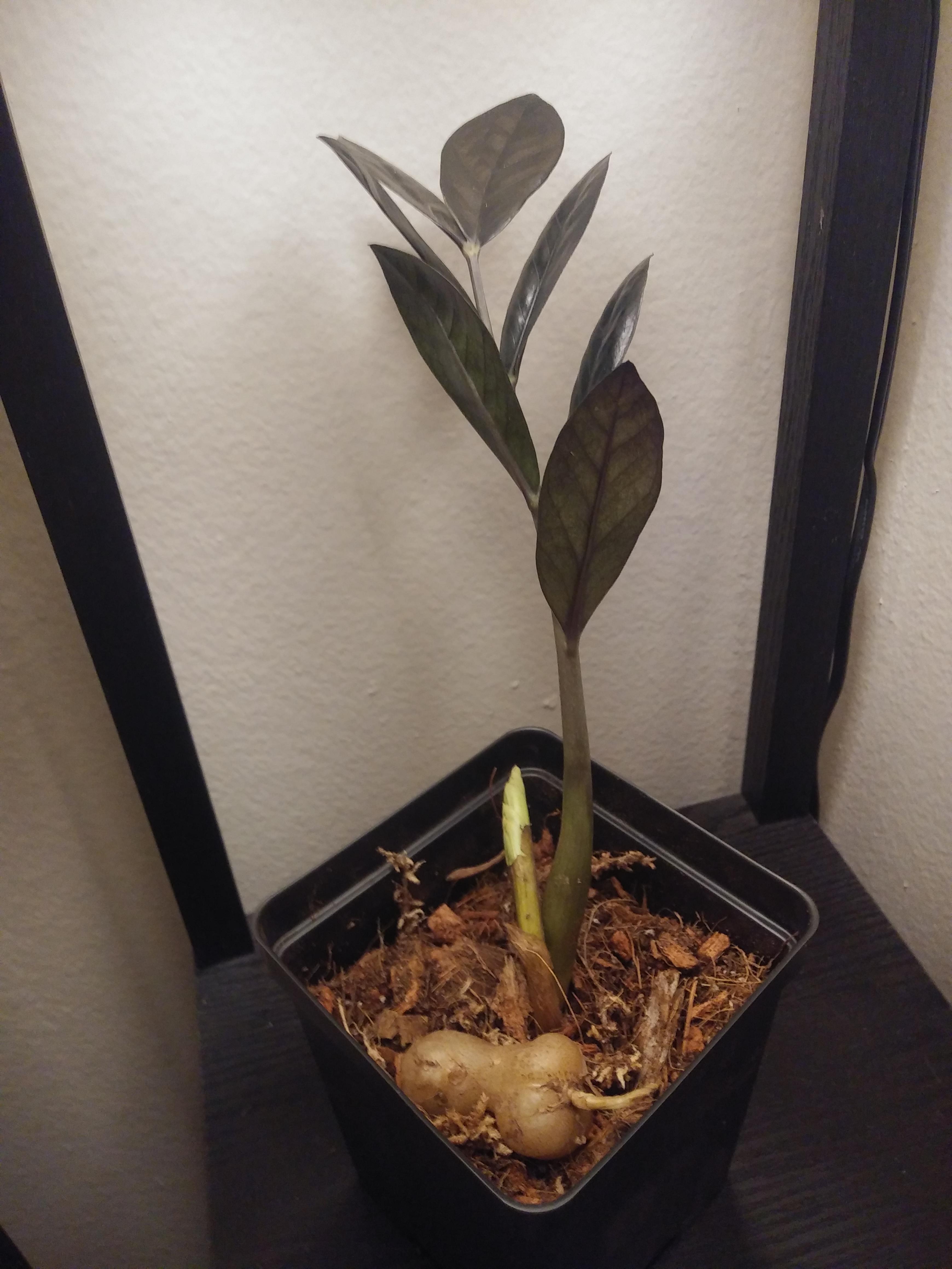 Raven ZZ plus free extra bulb 🏼 TakeaPlantLeaveaPlant