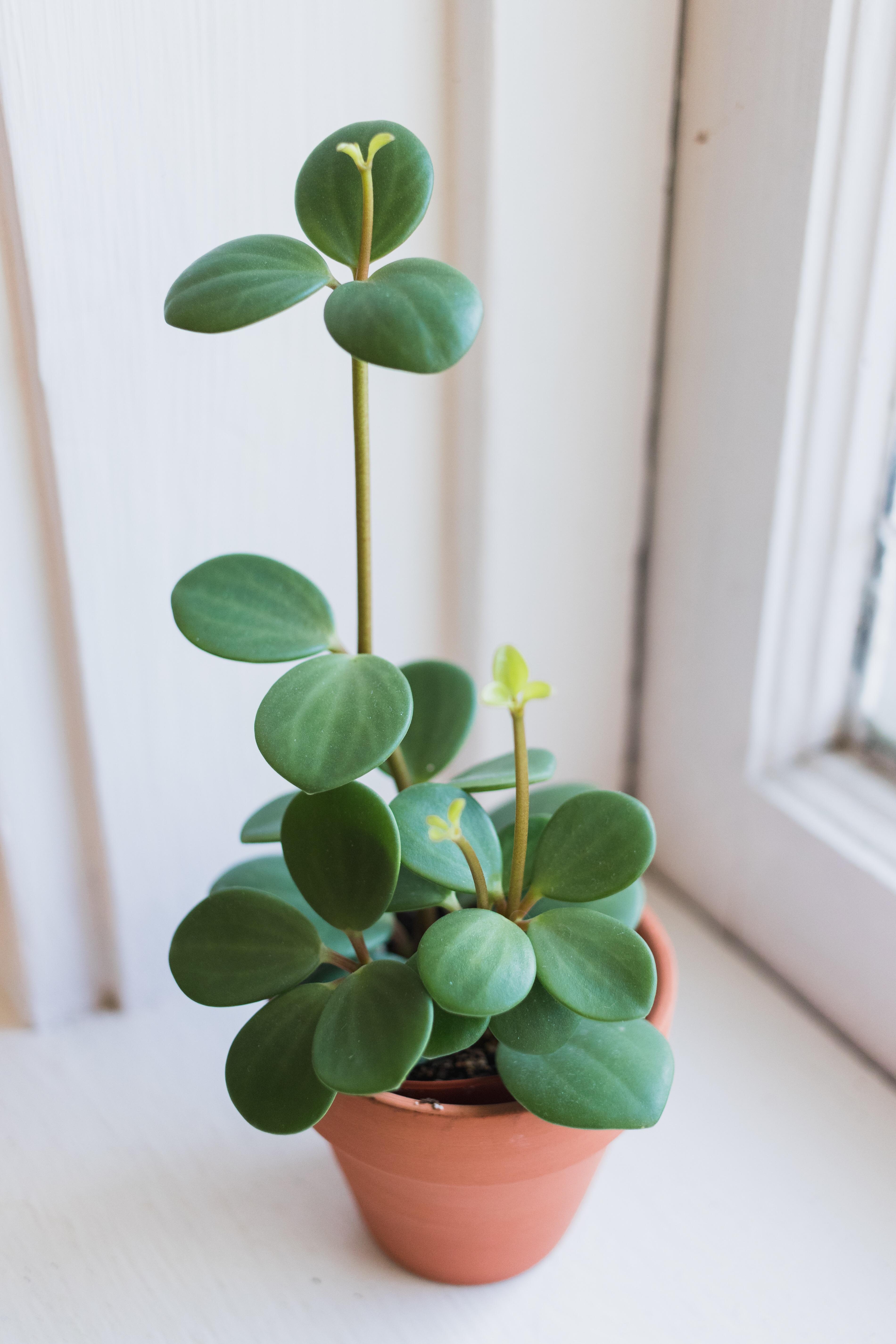 Peperomia hope! I’m a sucker for any plant with uniform leaves. Also