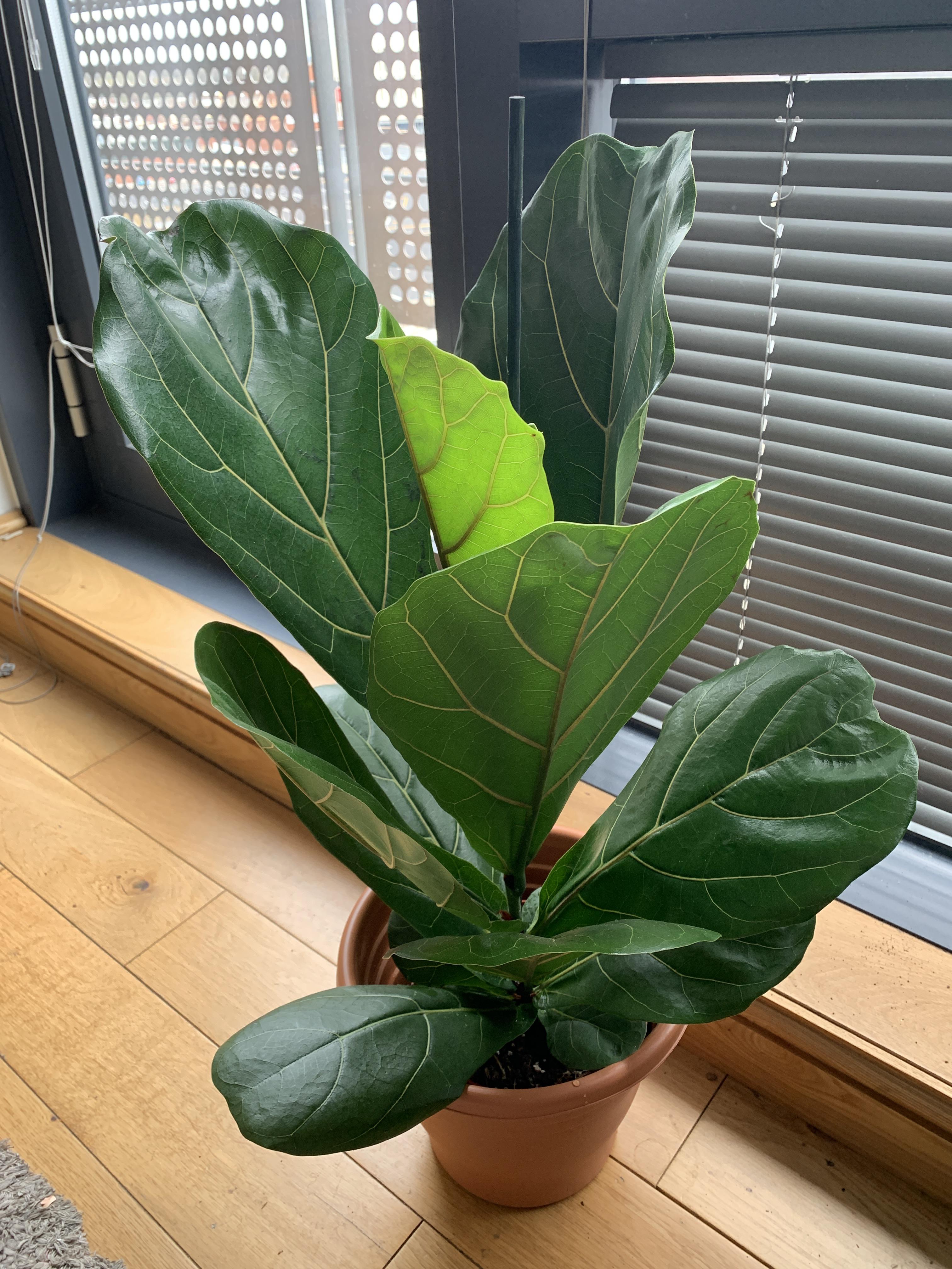 Obsessed with my new fiddle leaf fig! Unsure whether to keep the stick