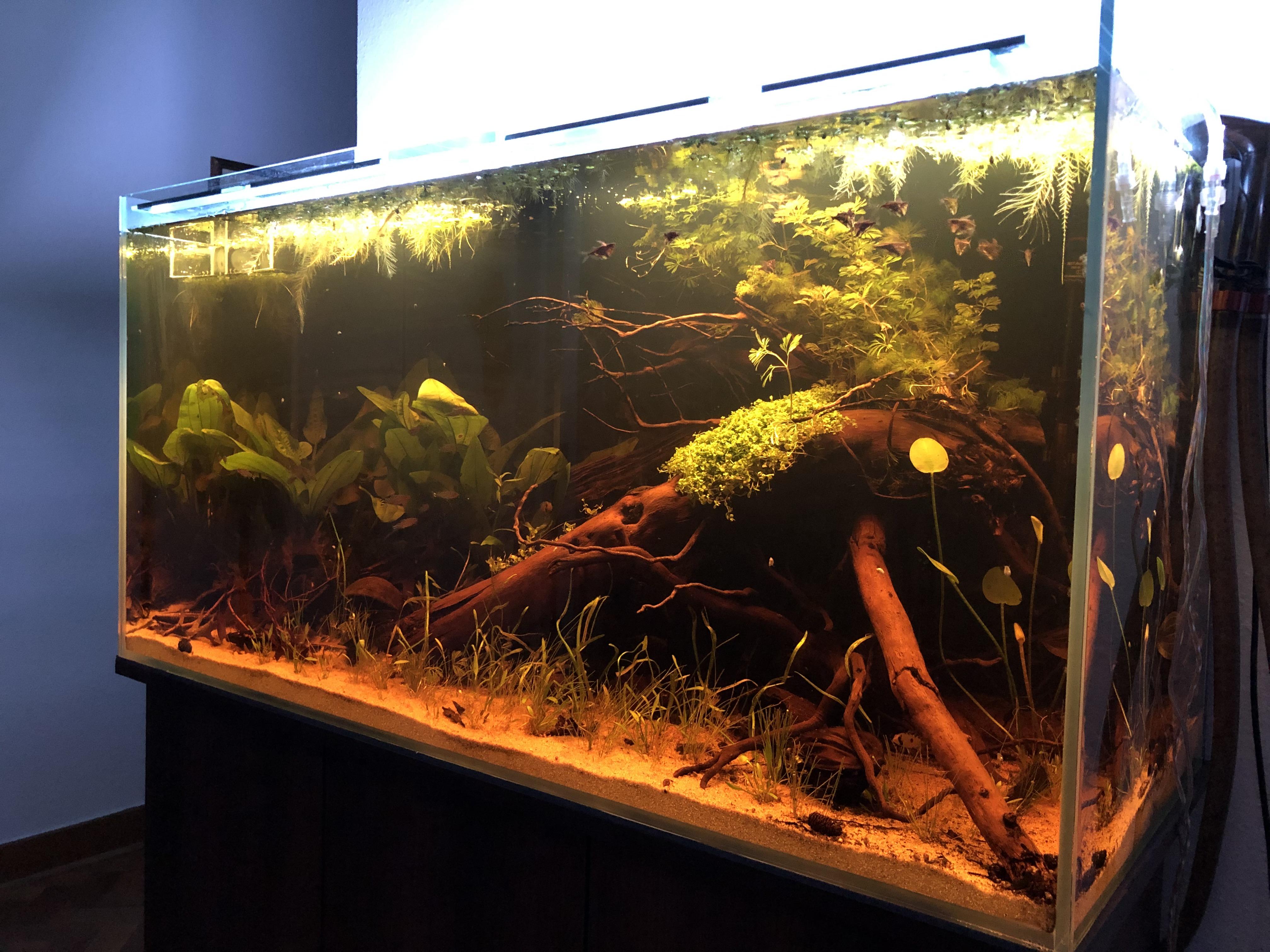 Anyone else a fan of South American tanks? r/Aquariums