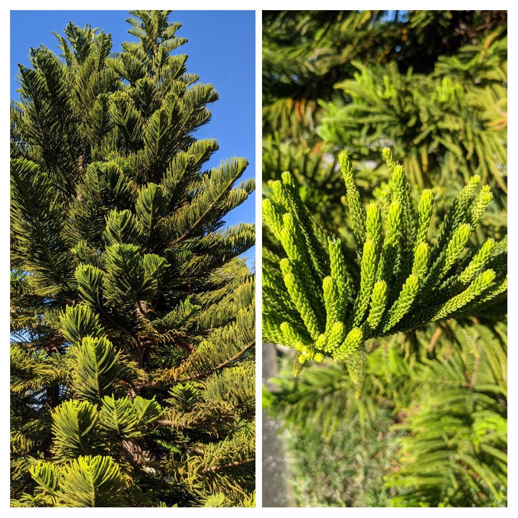 What kind of tree is this beaut? Evergreen, Central Florida. r