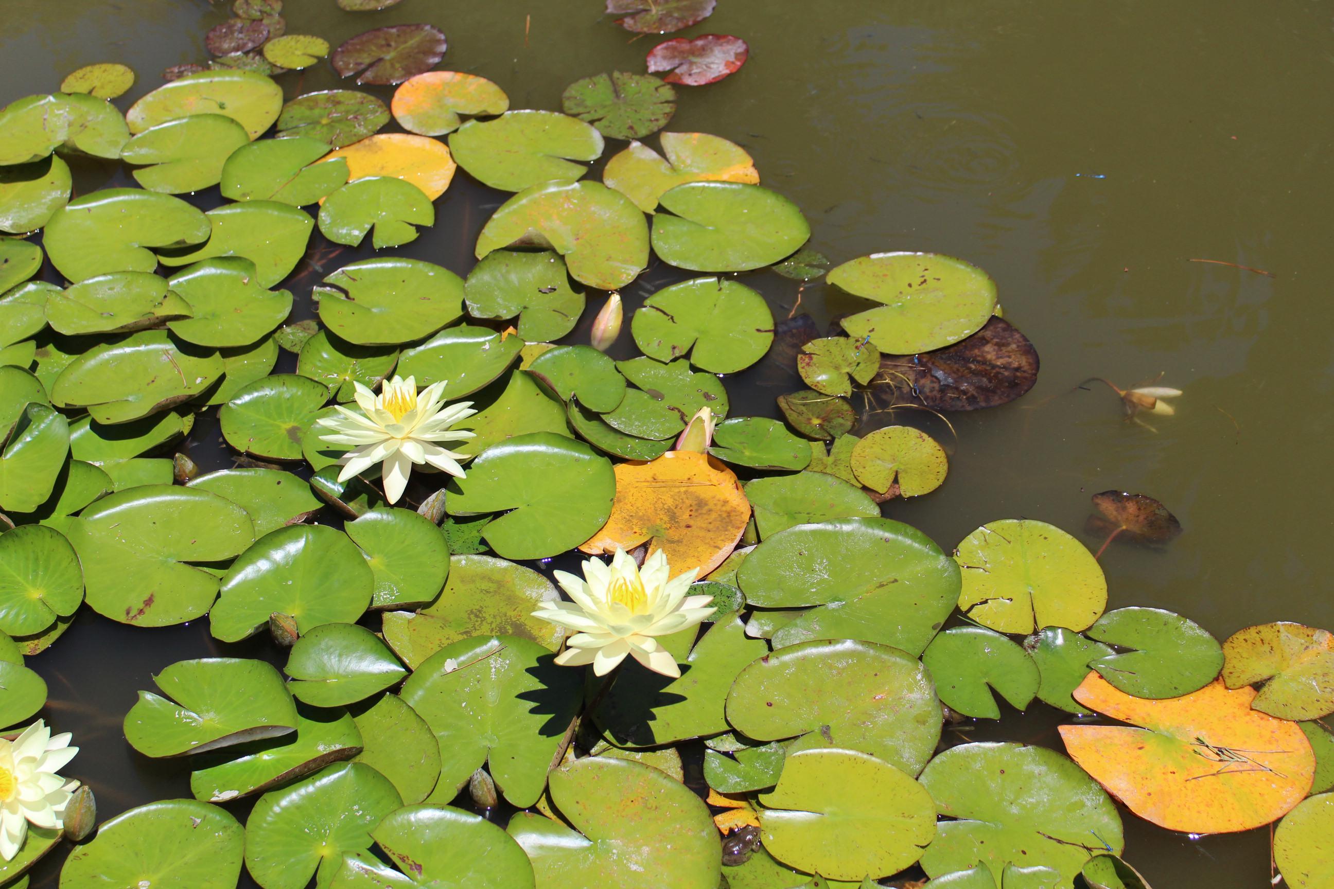 Lily pads at Japanese garden at Huntington Library (Pasadena, CA) r/pics
