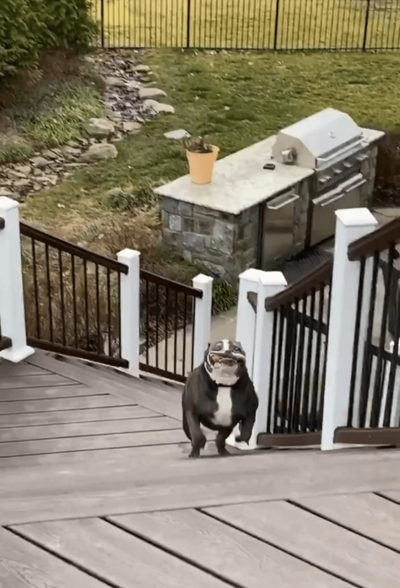 PsBattle Dog running up stairs