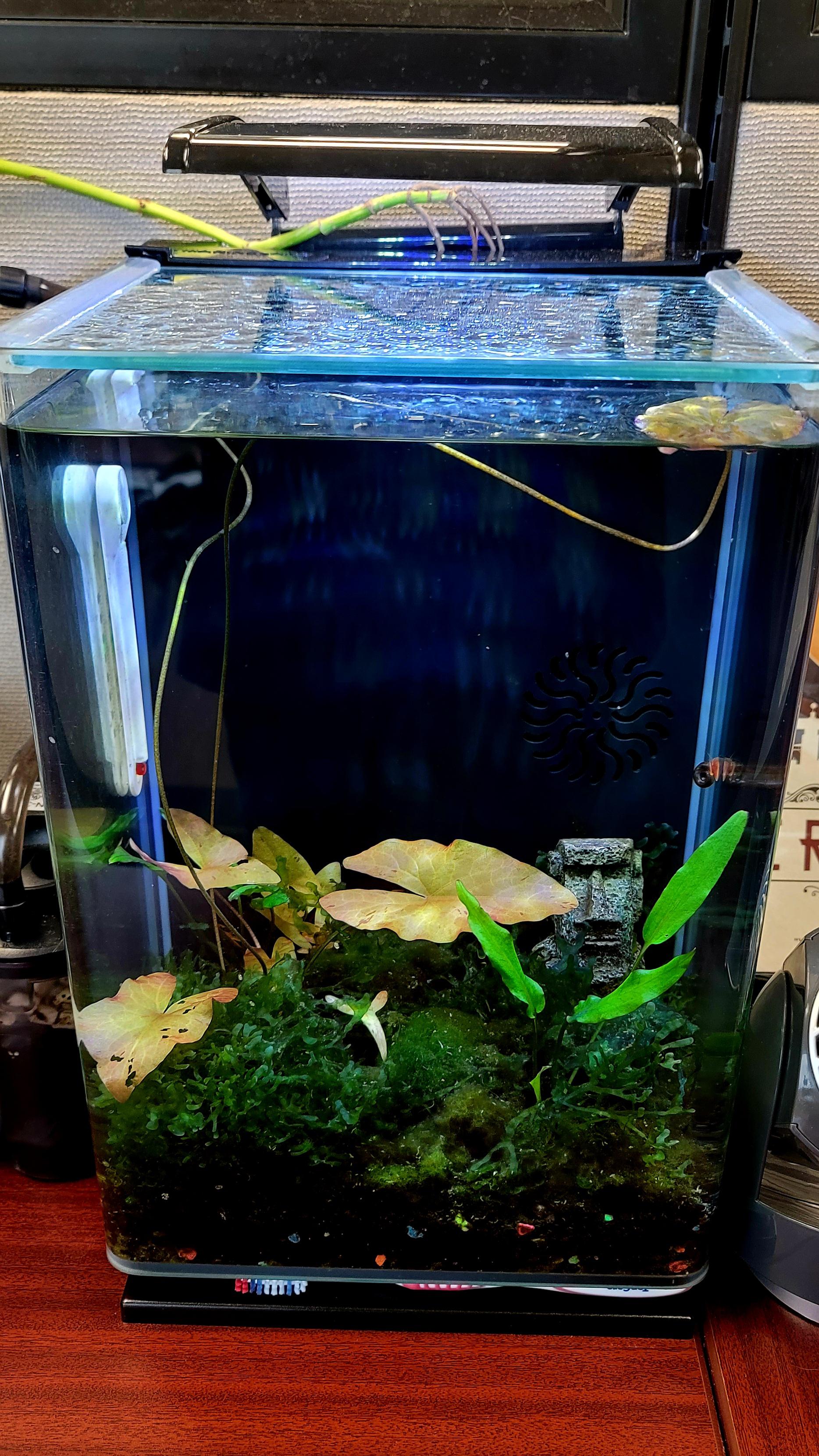 Tiger lily bulb bouncing back STRONG r/Aquariums