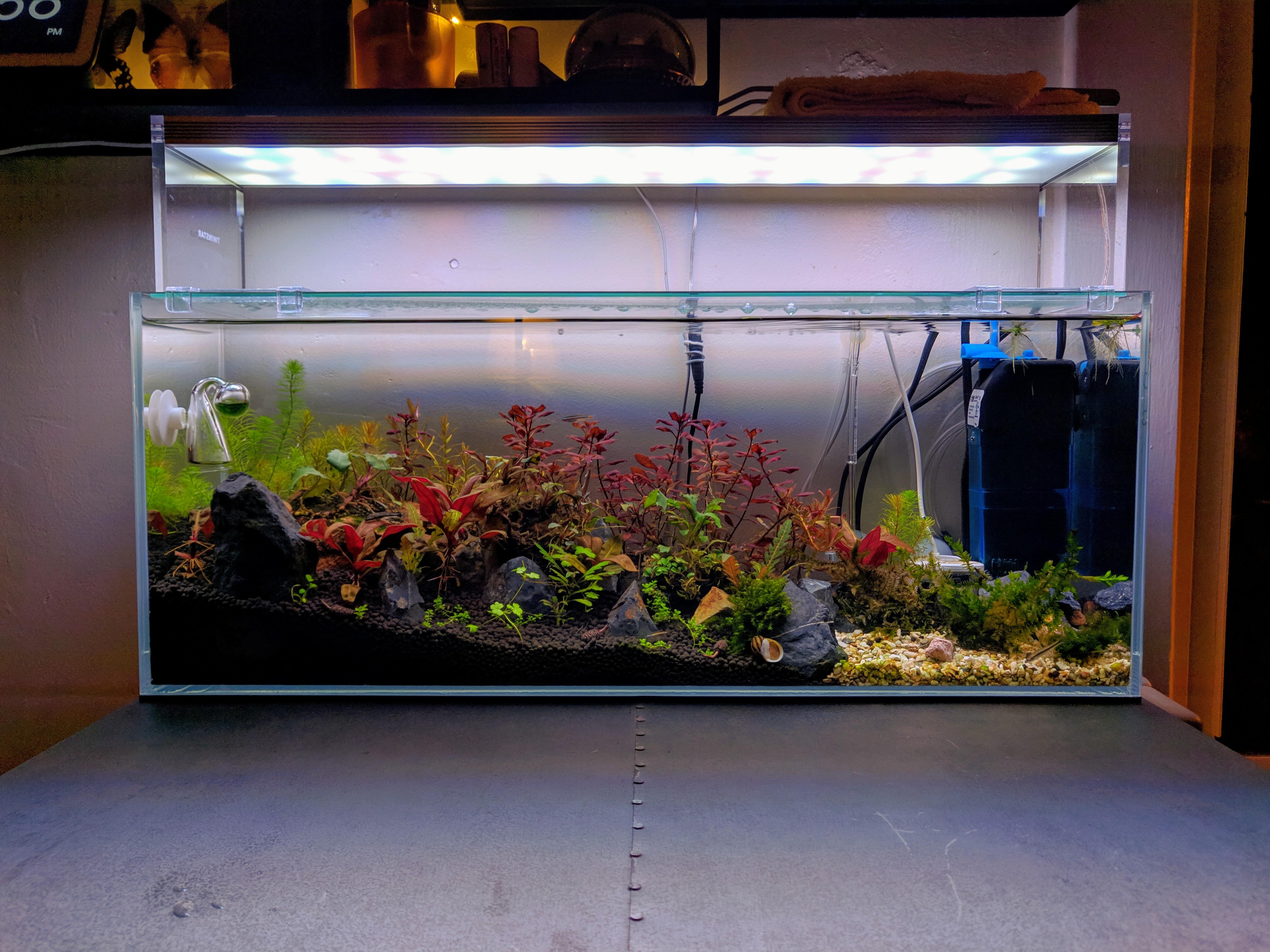 Should I Add Frosted Film in Back? r/PlantedTank