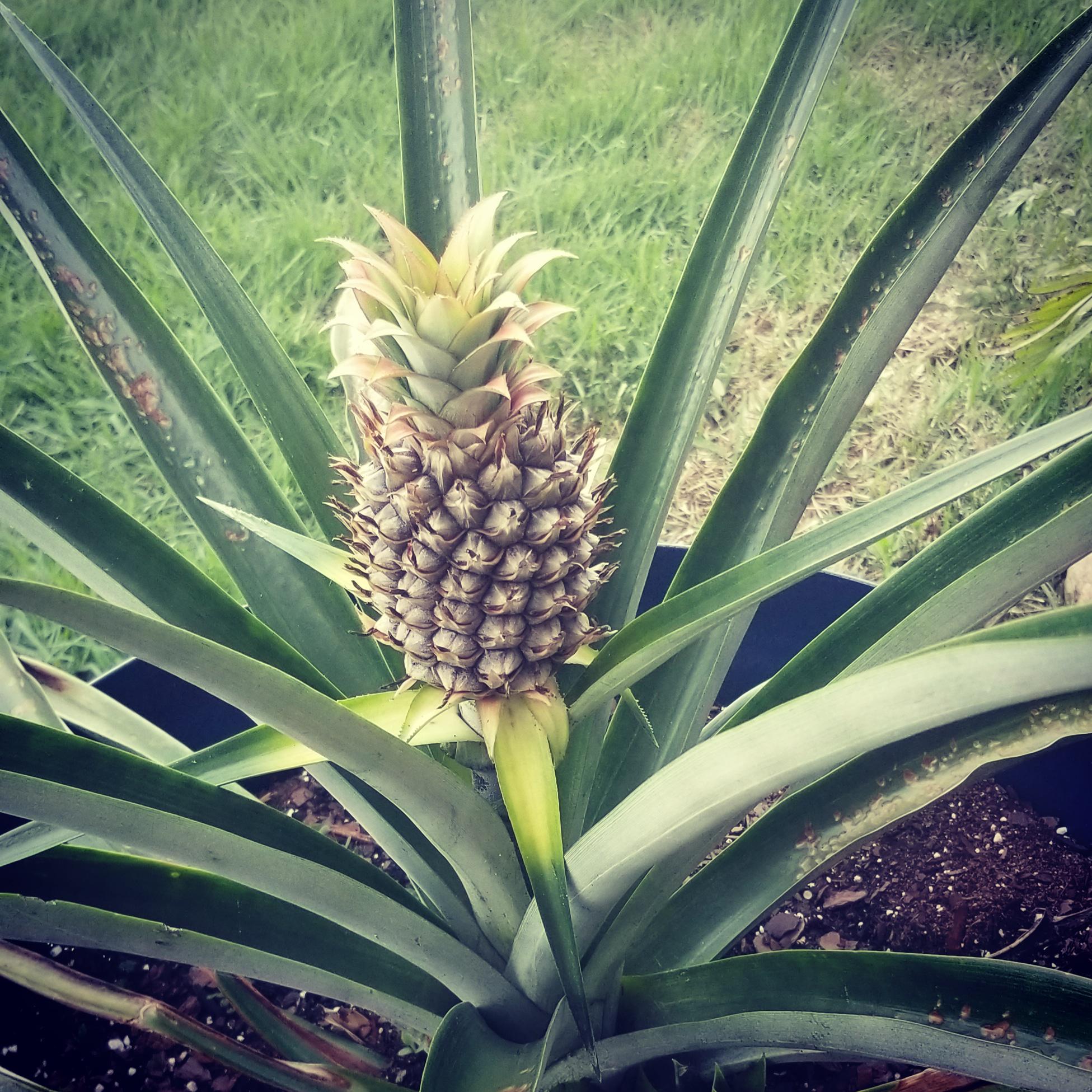 I am pleased to announce that we are now the proud parents of the