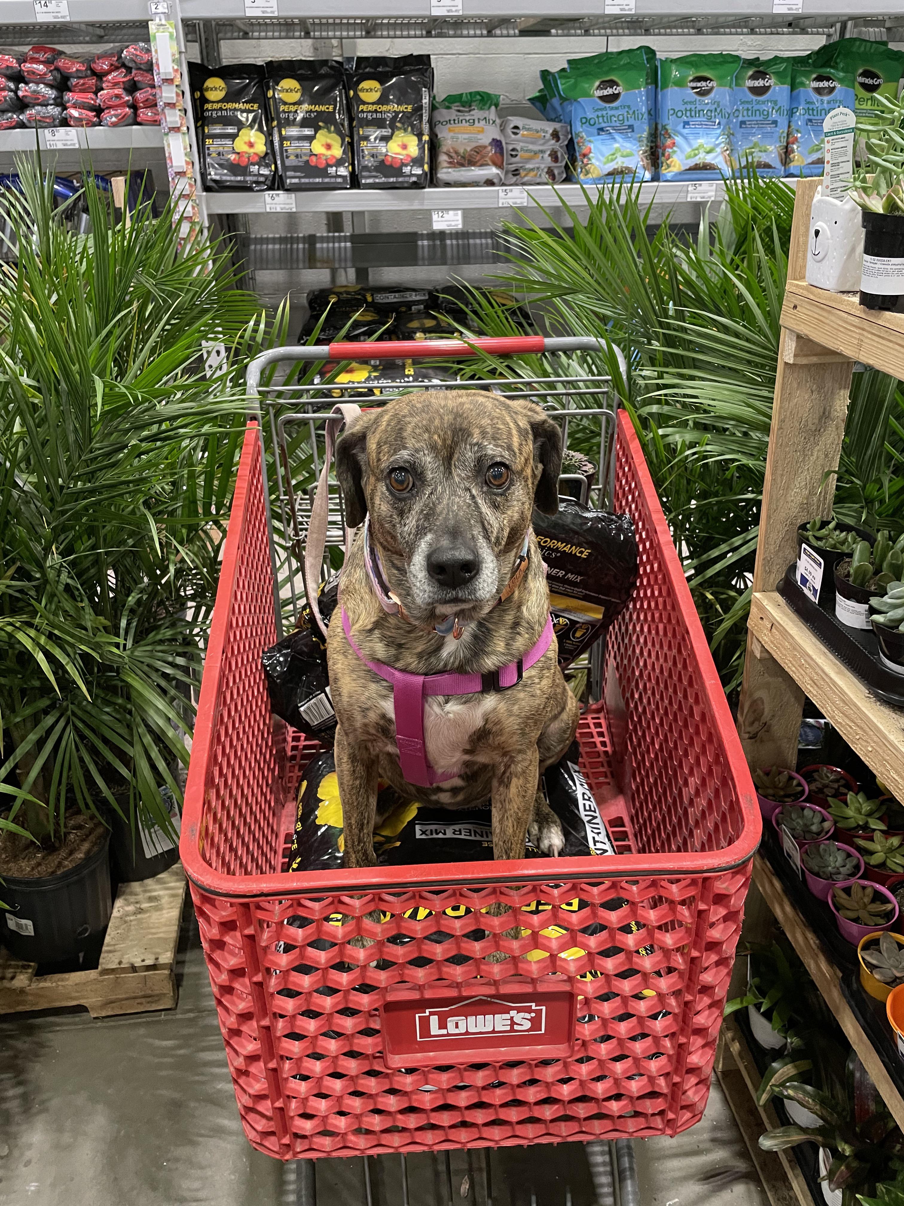 Does Lowe's Have Dog Food Top Sellers