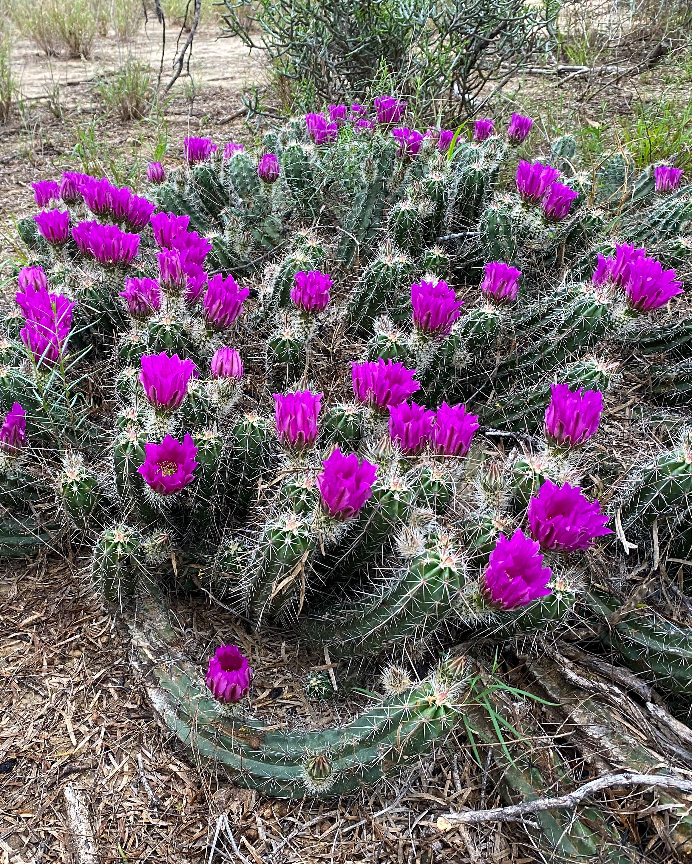 Wild Cactus blooming r/cactus