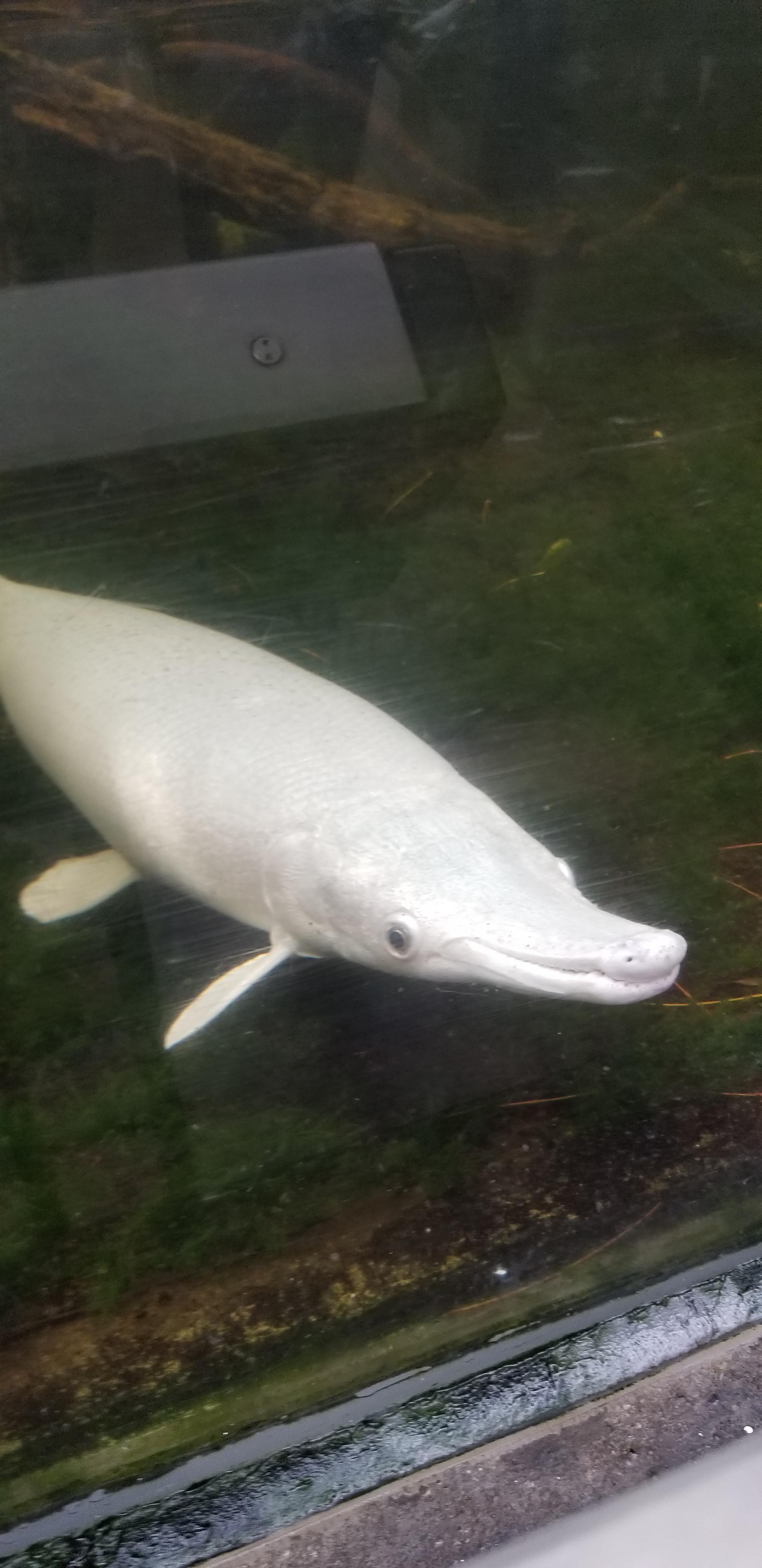 Albino alligator gar is a happy boi AnimalsBeingDerps