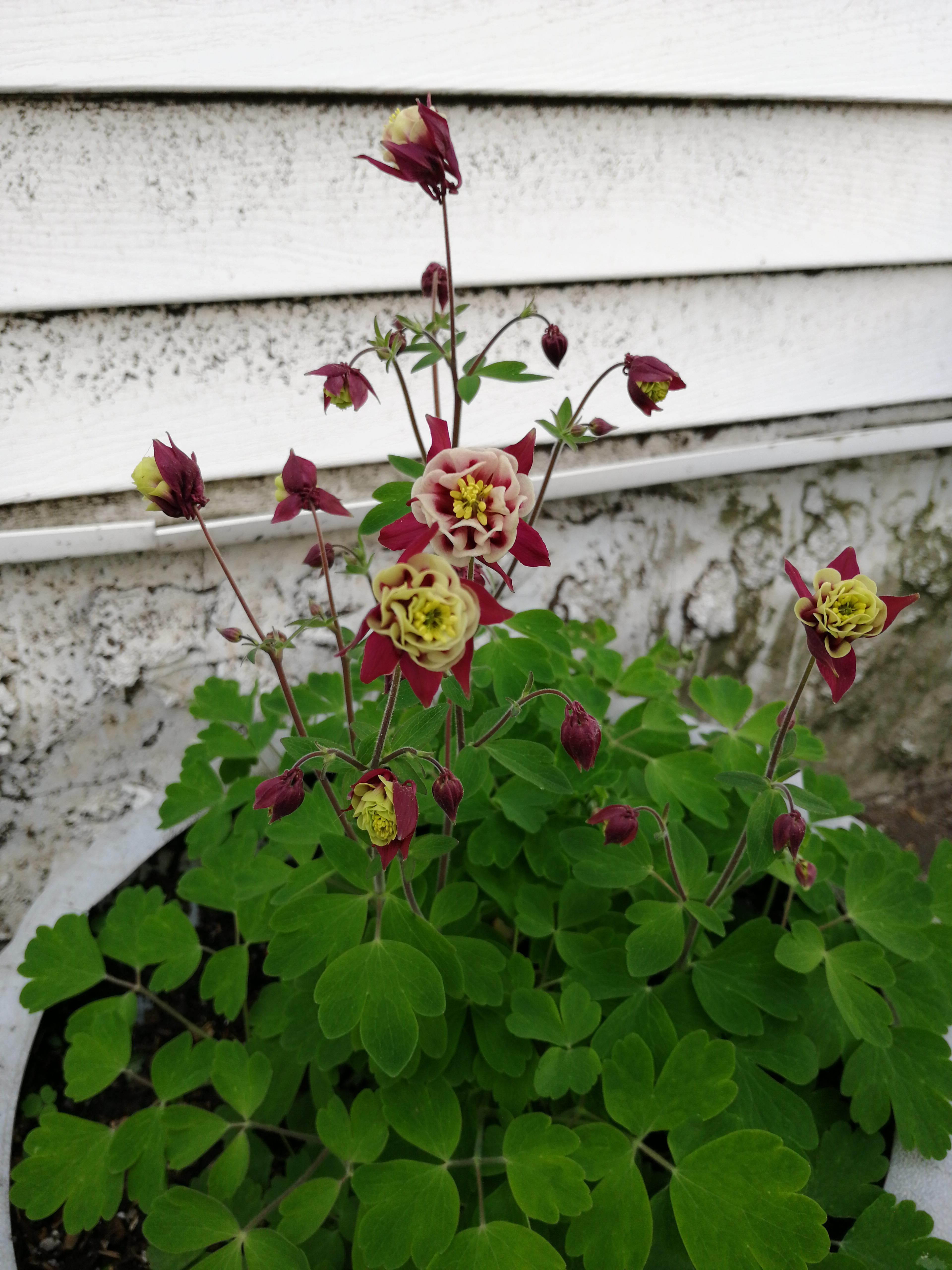 Planted these flowers last year for 2 bucks! And they came back this
