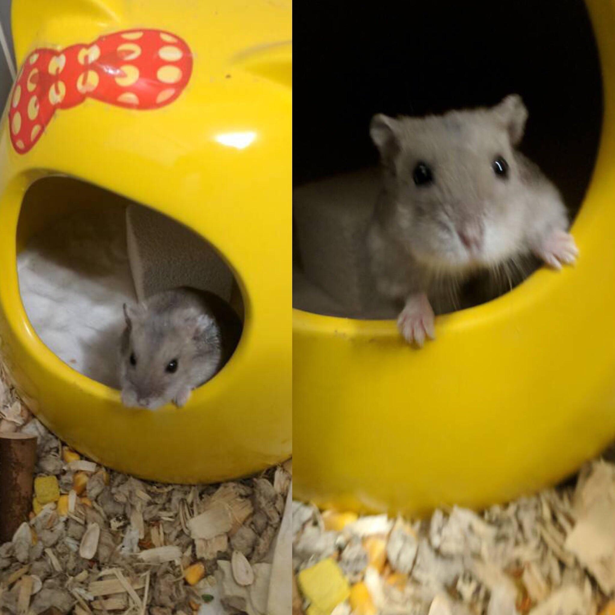 Caught in the shower r/hamsters