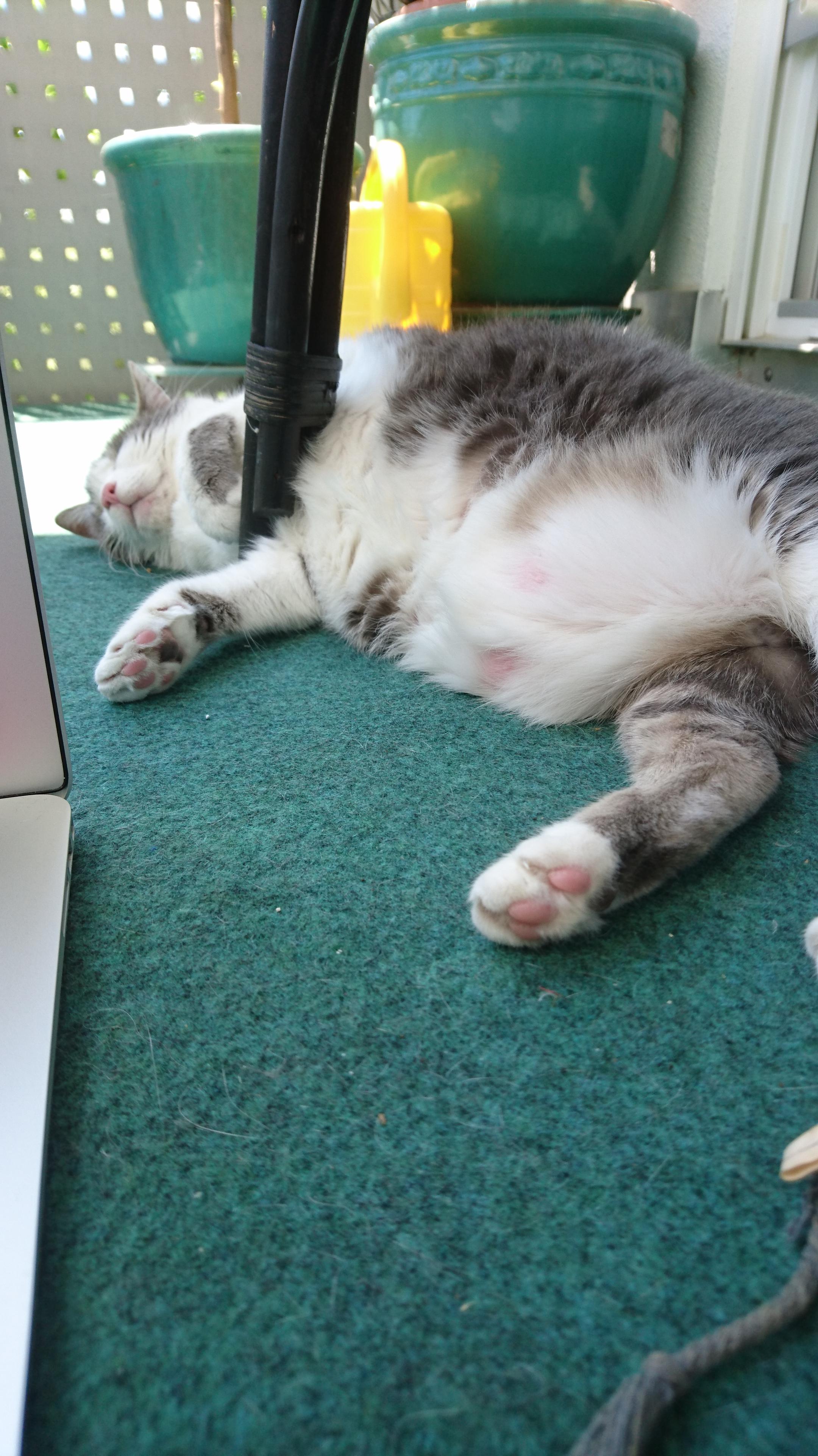 Molten cat on balcony r/catsareliquid