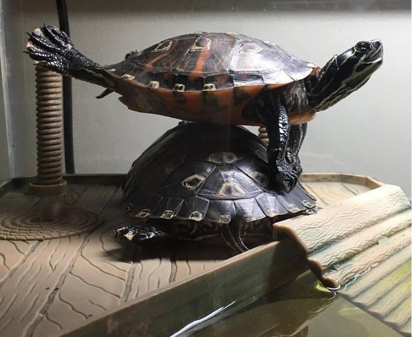 Turtle yoga more fun with a friend funny