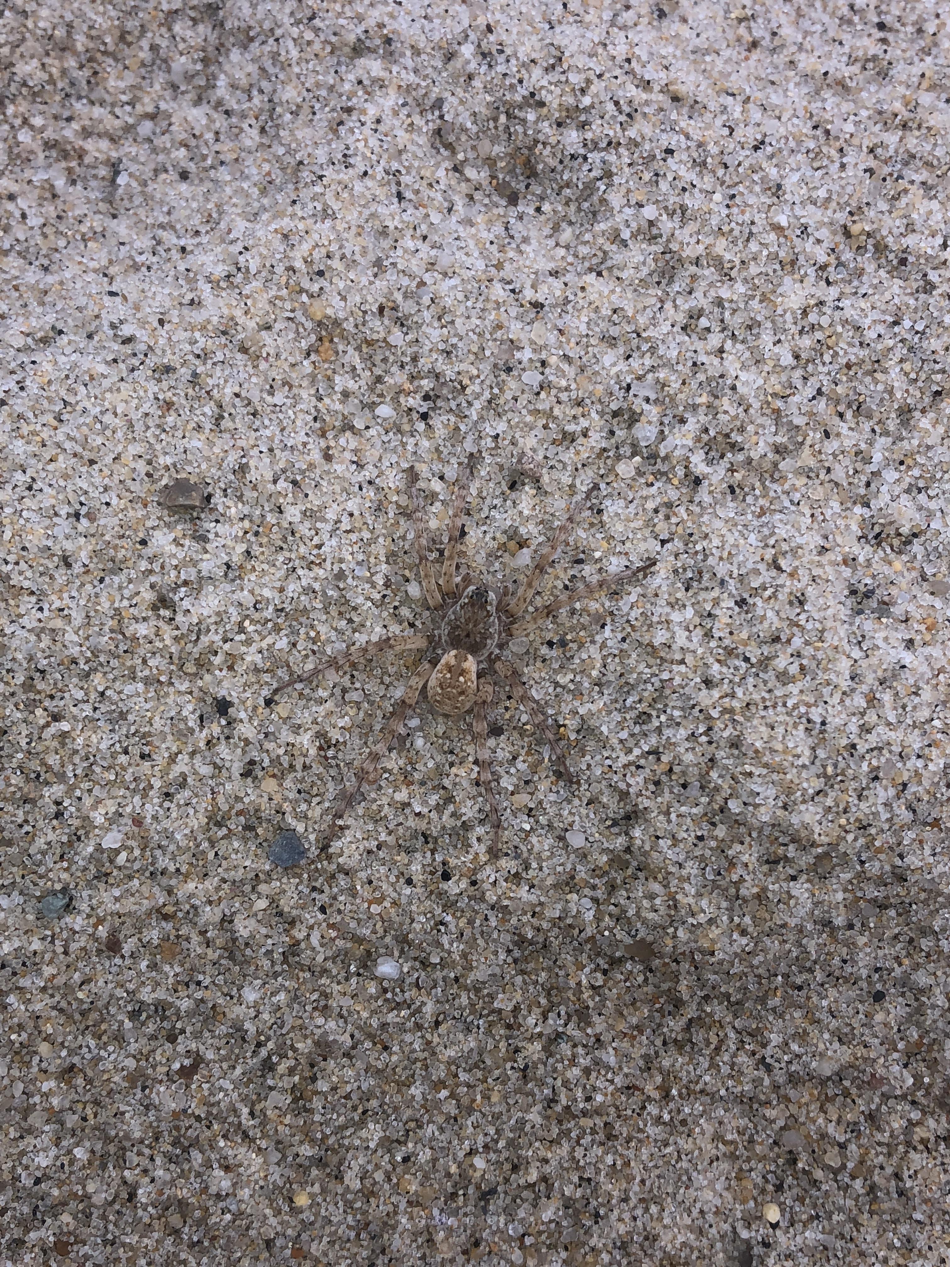 Look real close! (Beach Wolf Spider in Cape Cod, Massachusetts) r/spiders