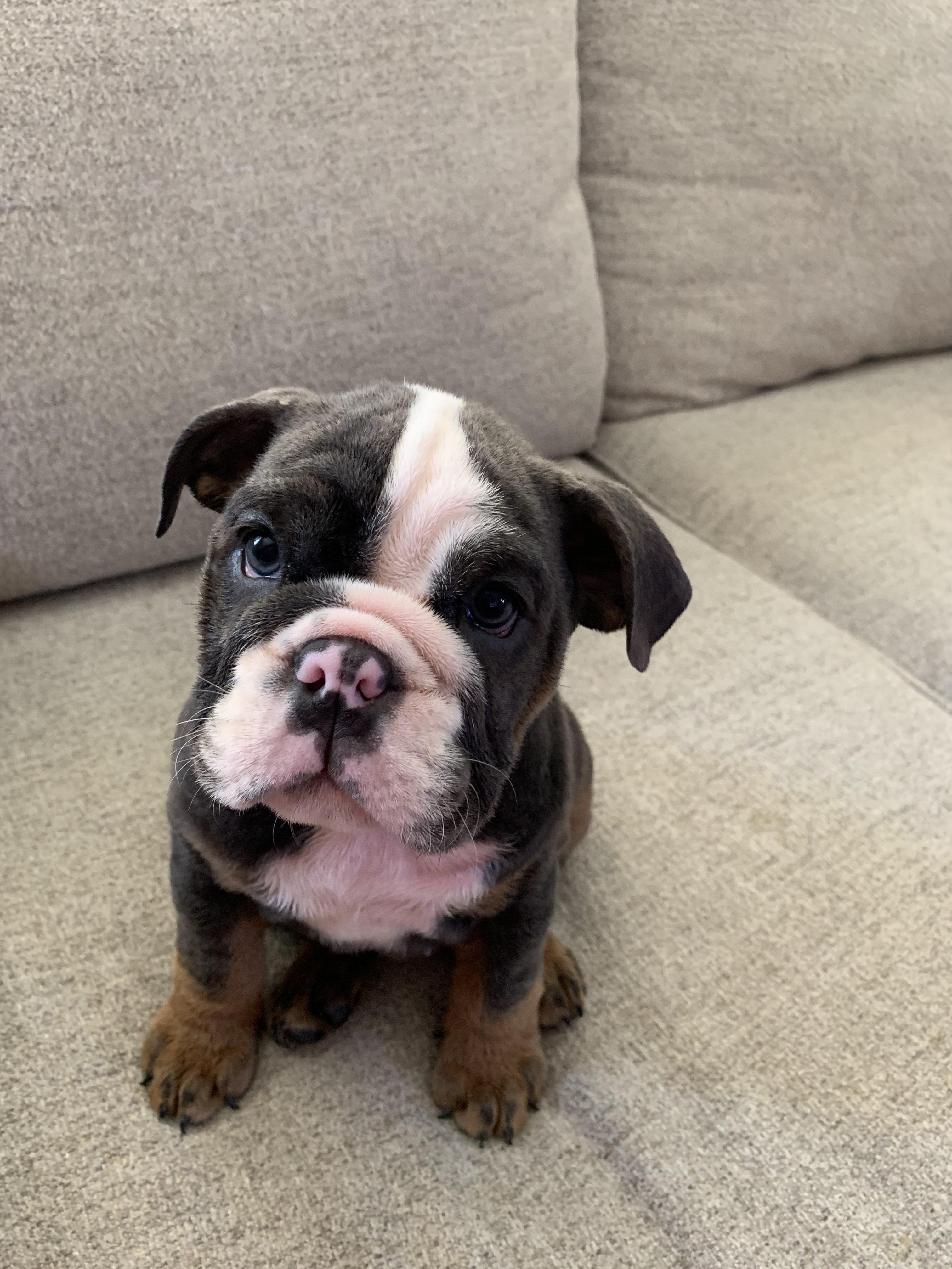 First English bulldog Fiona! Bulldogs