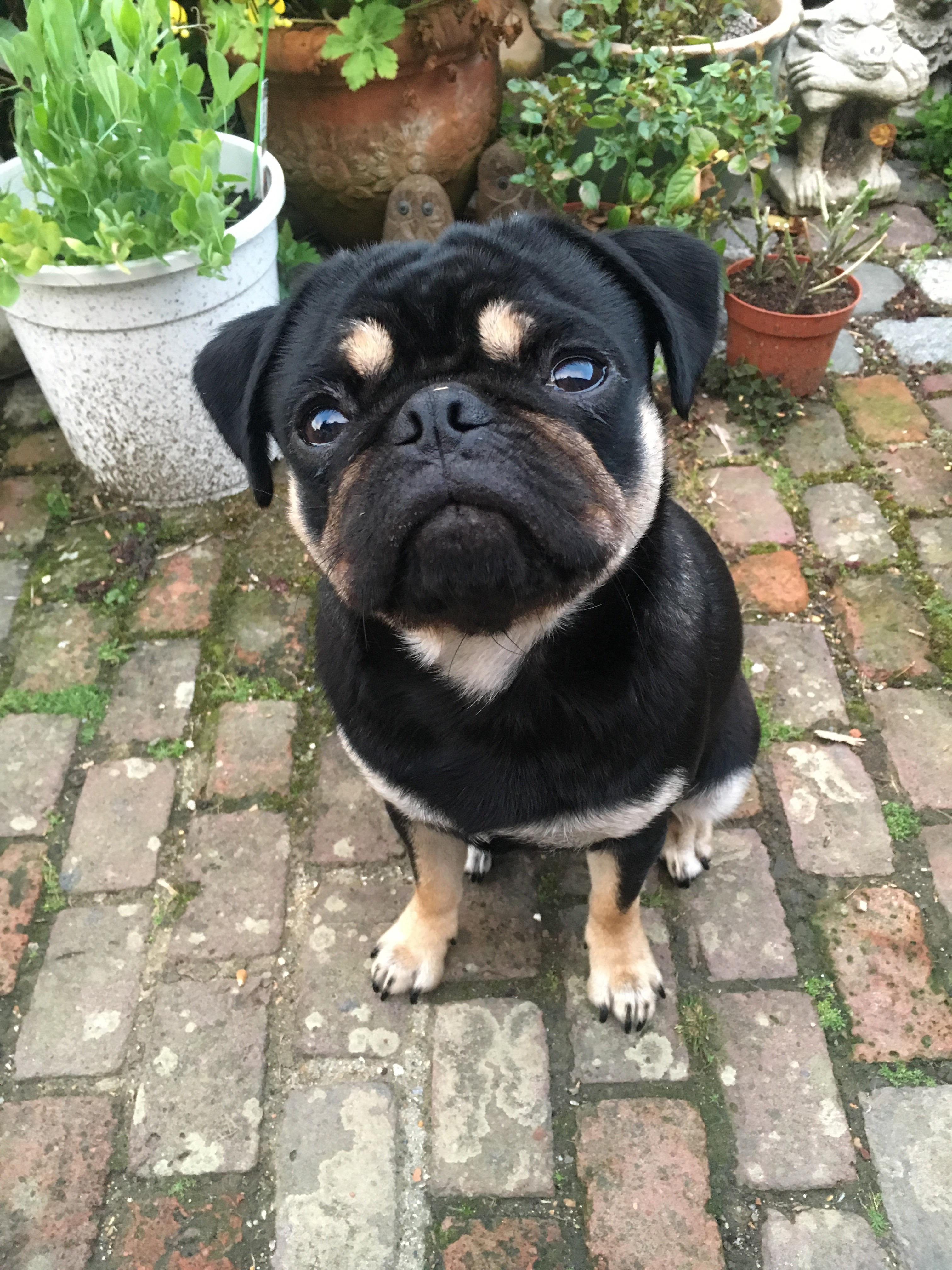 Dog Breeds With Eyebrows (Facts, Care, Temperament)