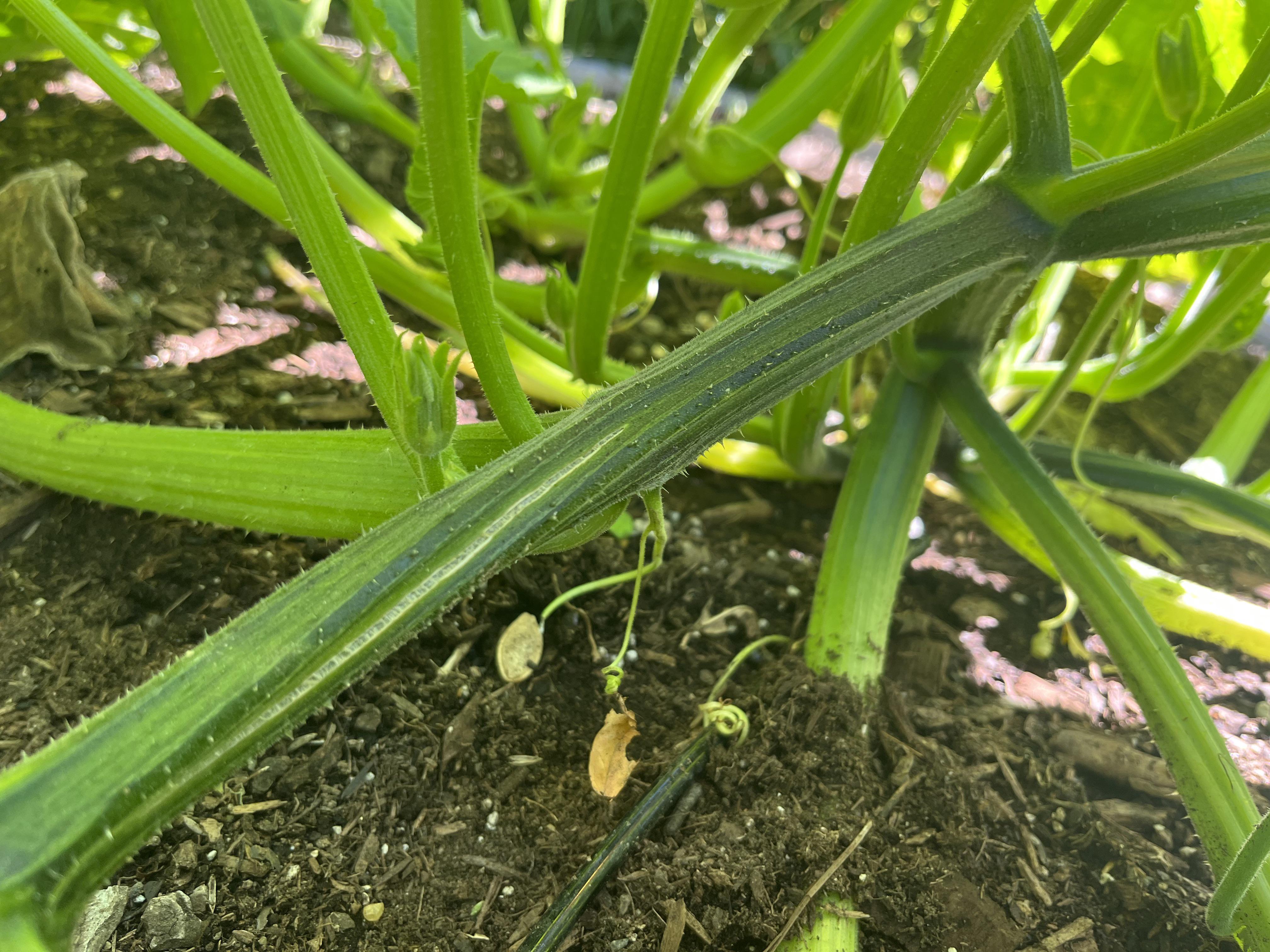 Why is my pumpkin vine darkening and almost splitting in main vine? r