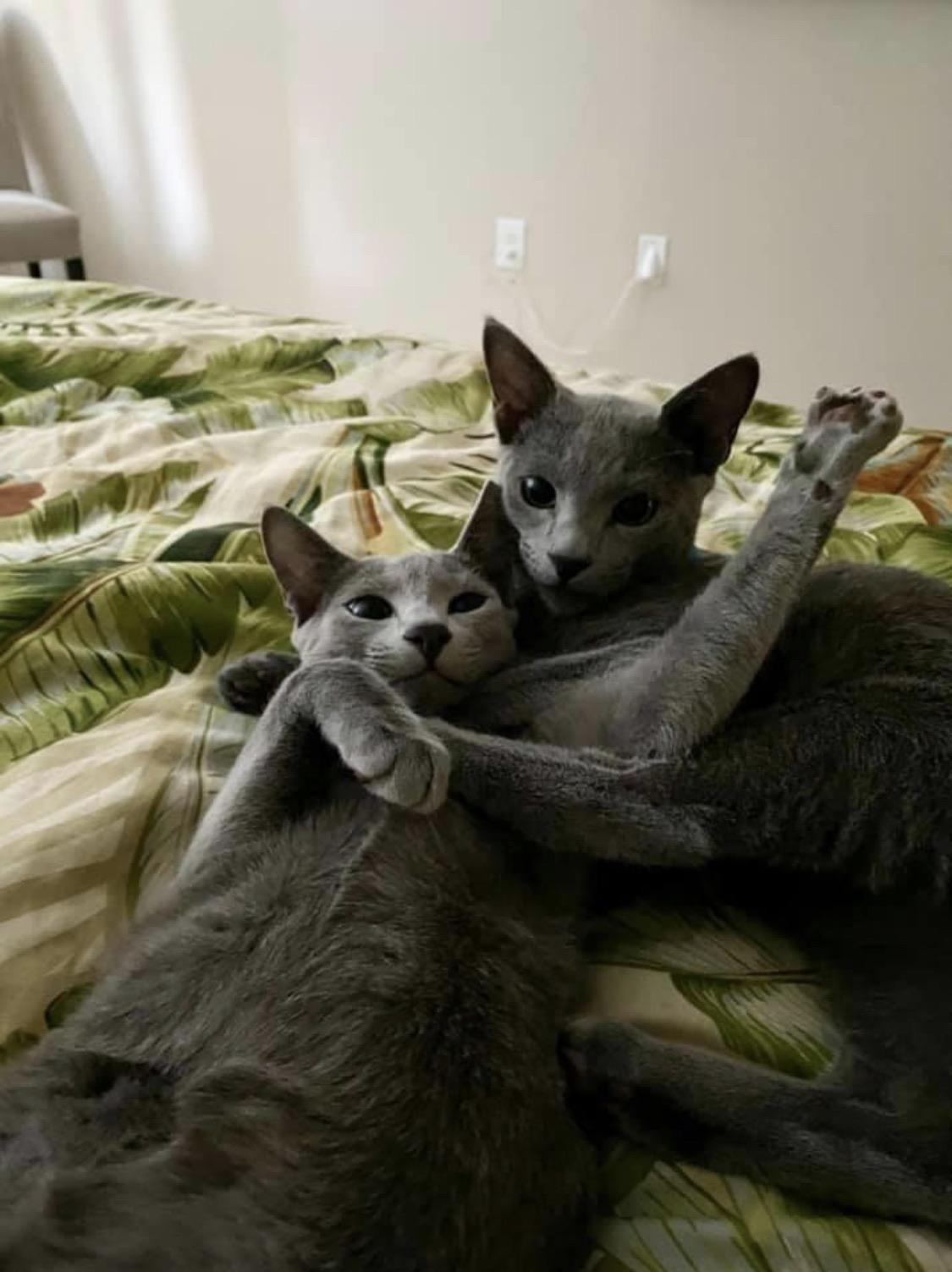 Russian Blues Brothers r/russianblue