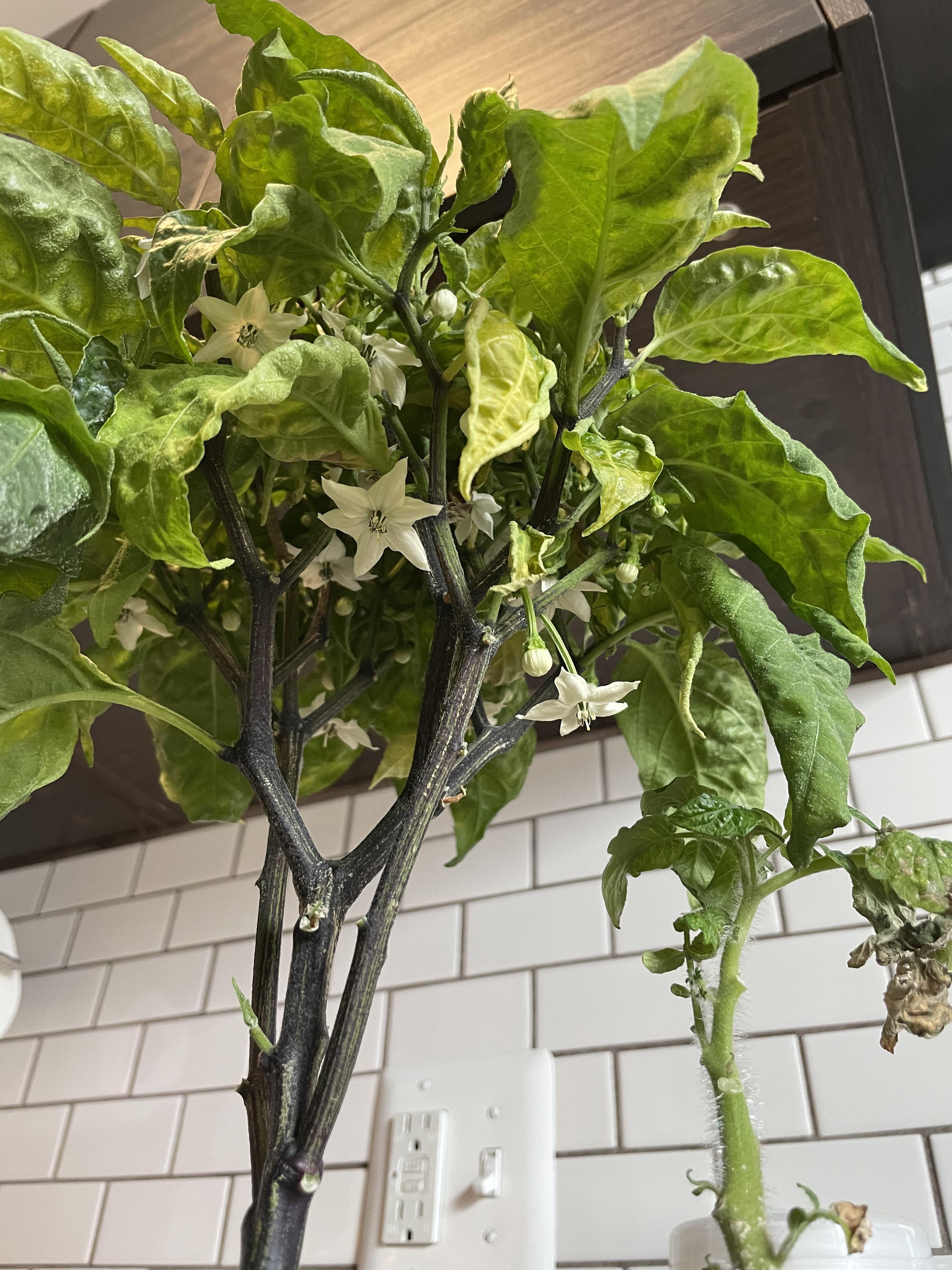 Jalapeño Flowers r/aerogarden