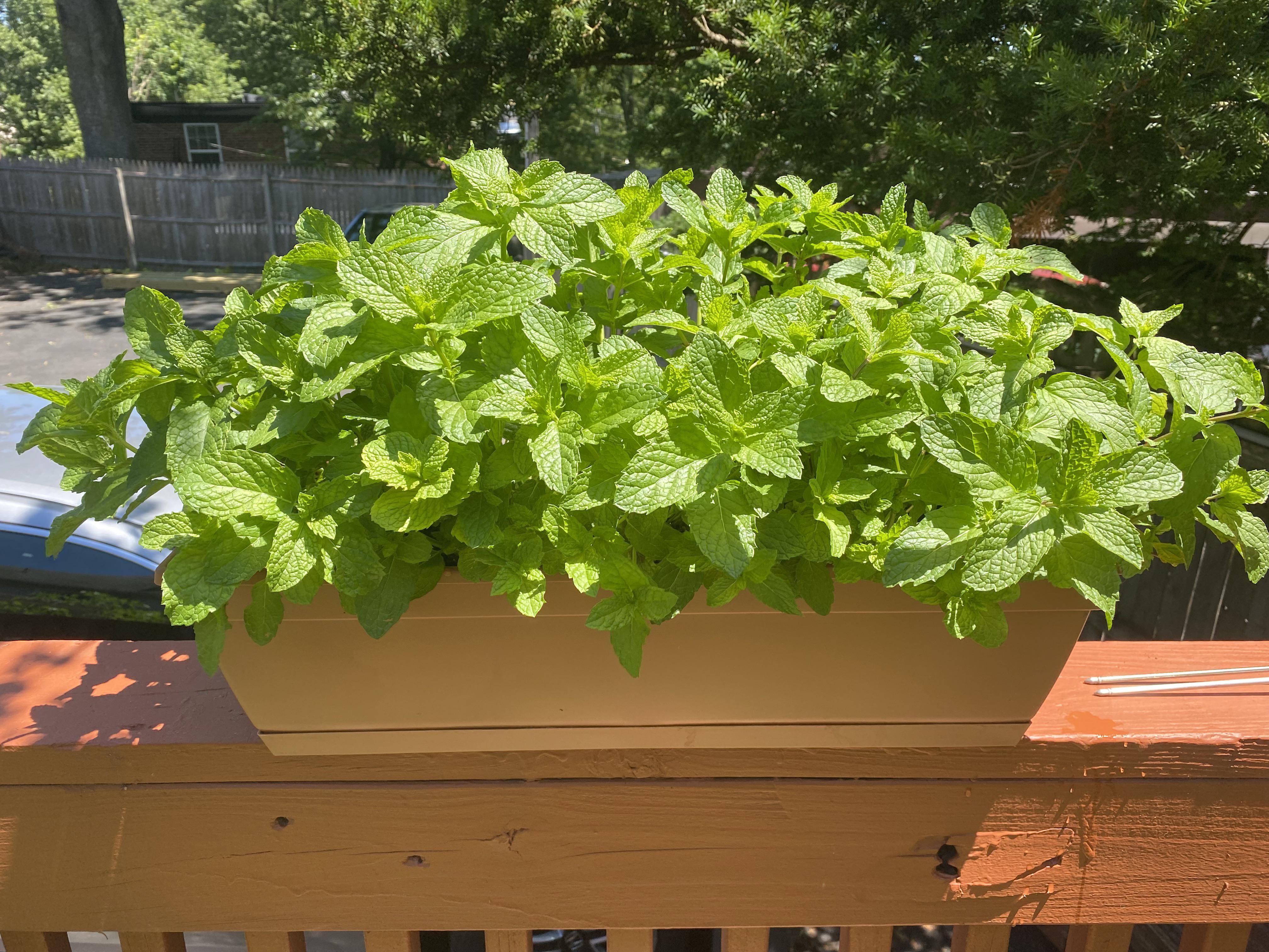 Solid Progress on our Microgreens Racks! urbanfarming