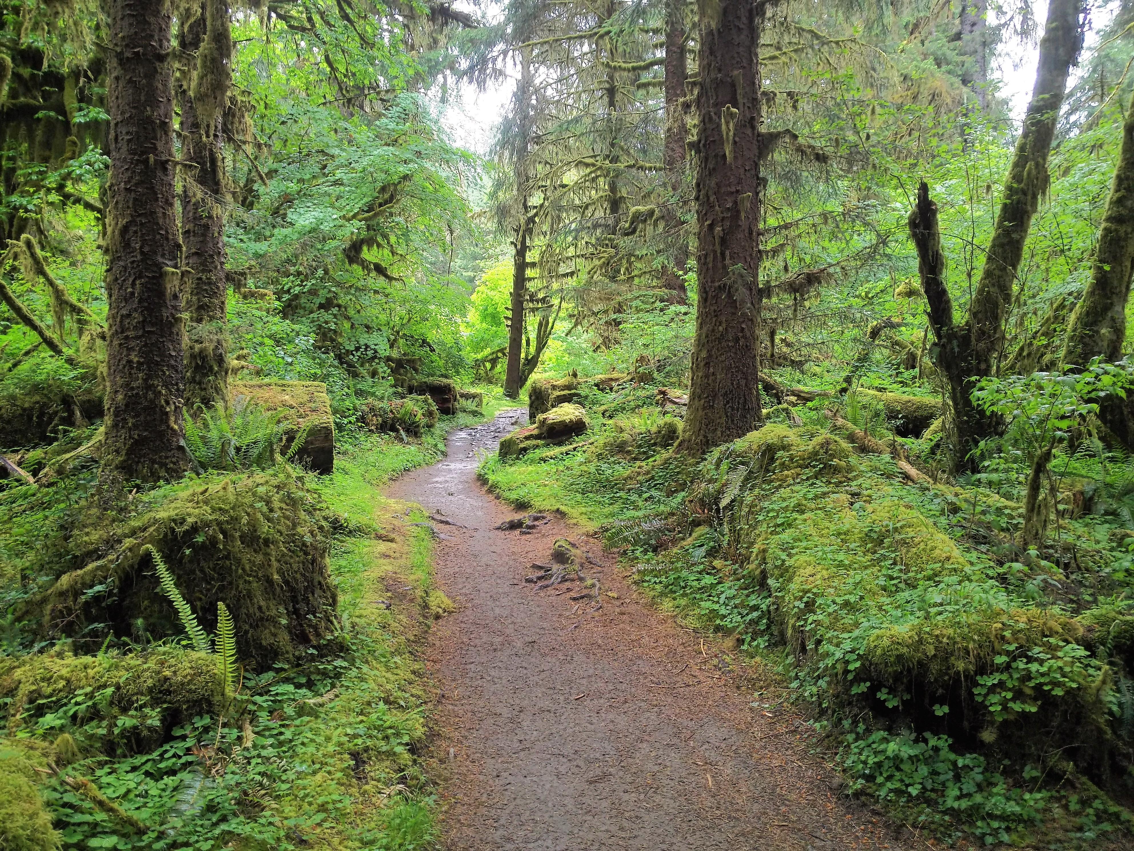 Beautiful Stuff Hoh Rain Forest, WA Hike in mid June on a rainy day