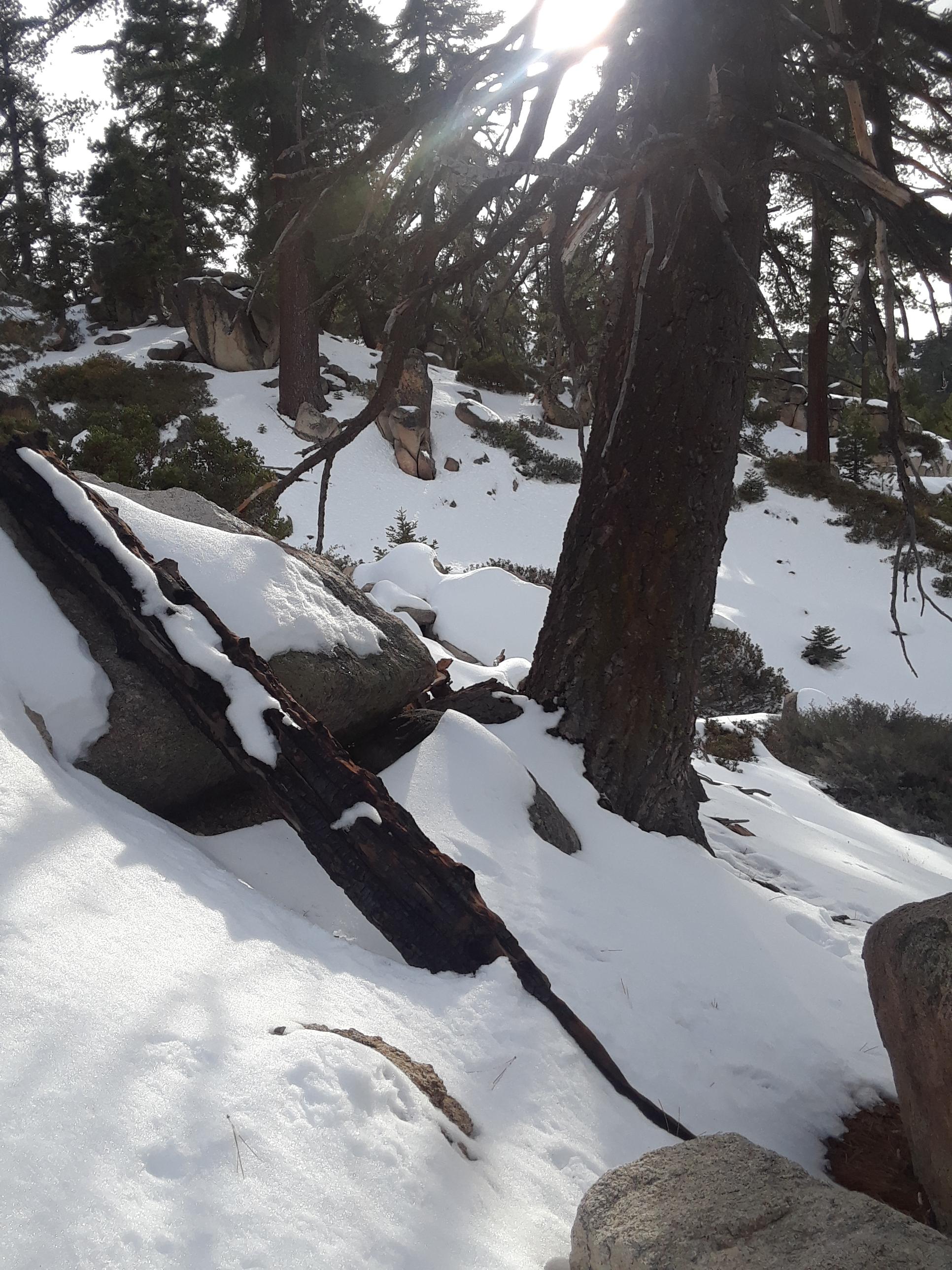 In the snow near Big Bear in Cali r/pics