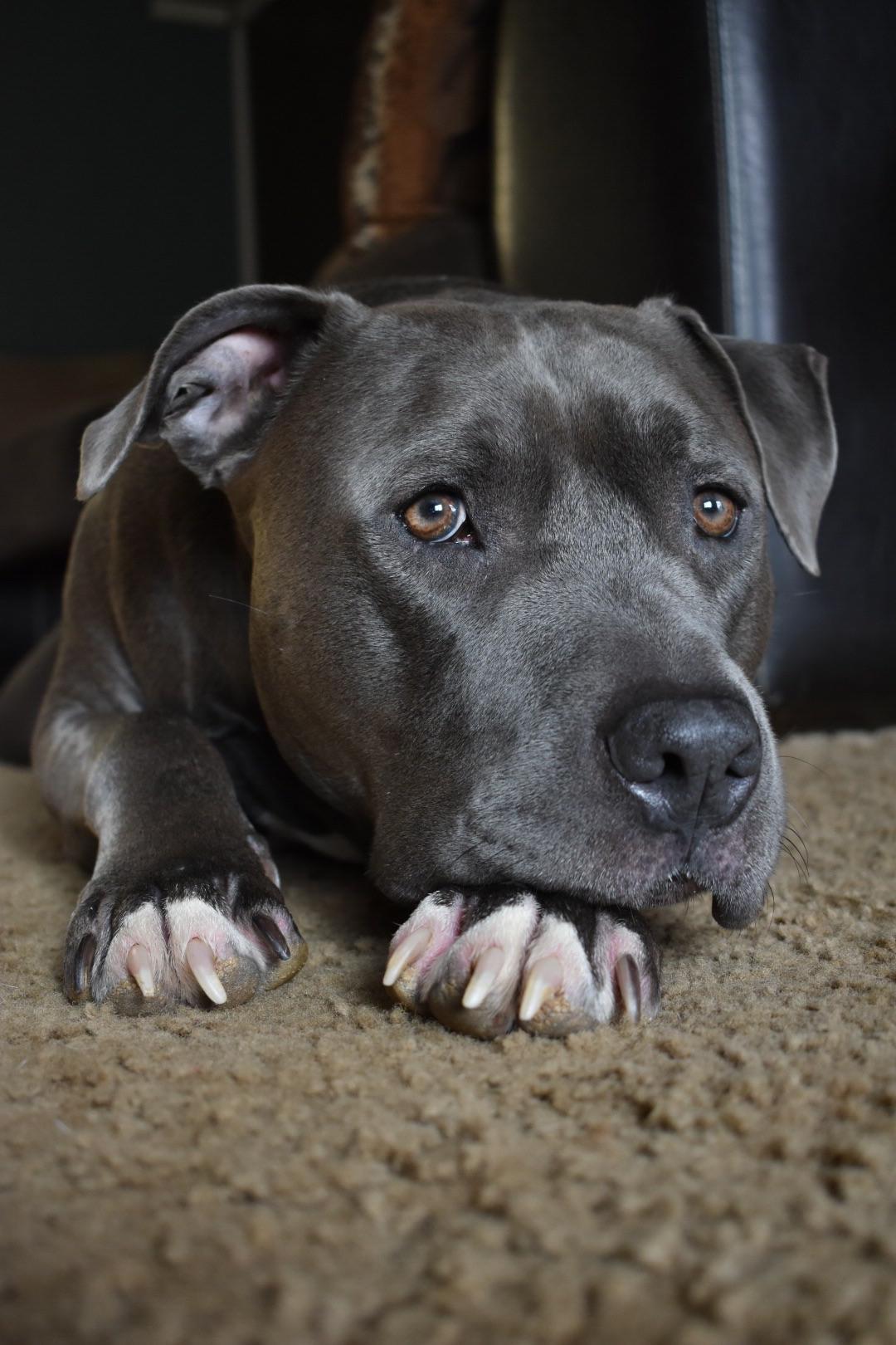 My 3 year old Blue nose amstaff ( Bentley ) 🐾 dogpictures