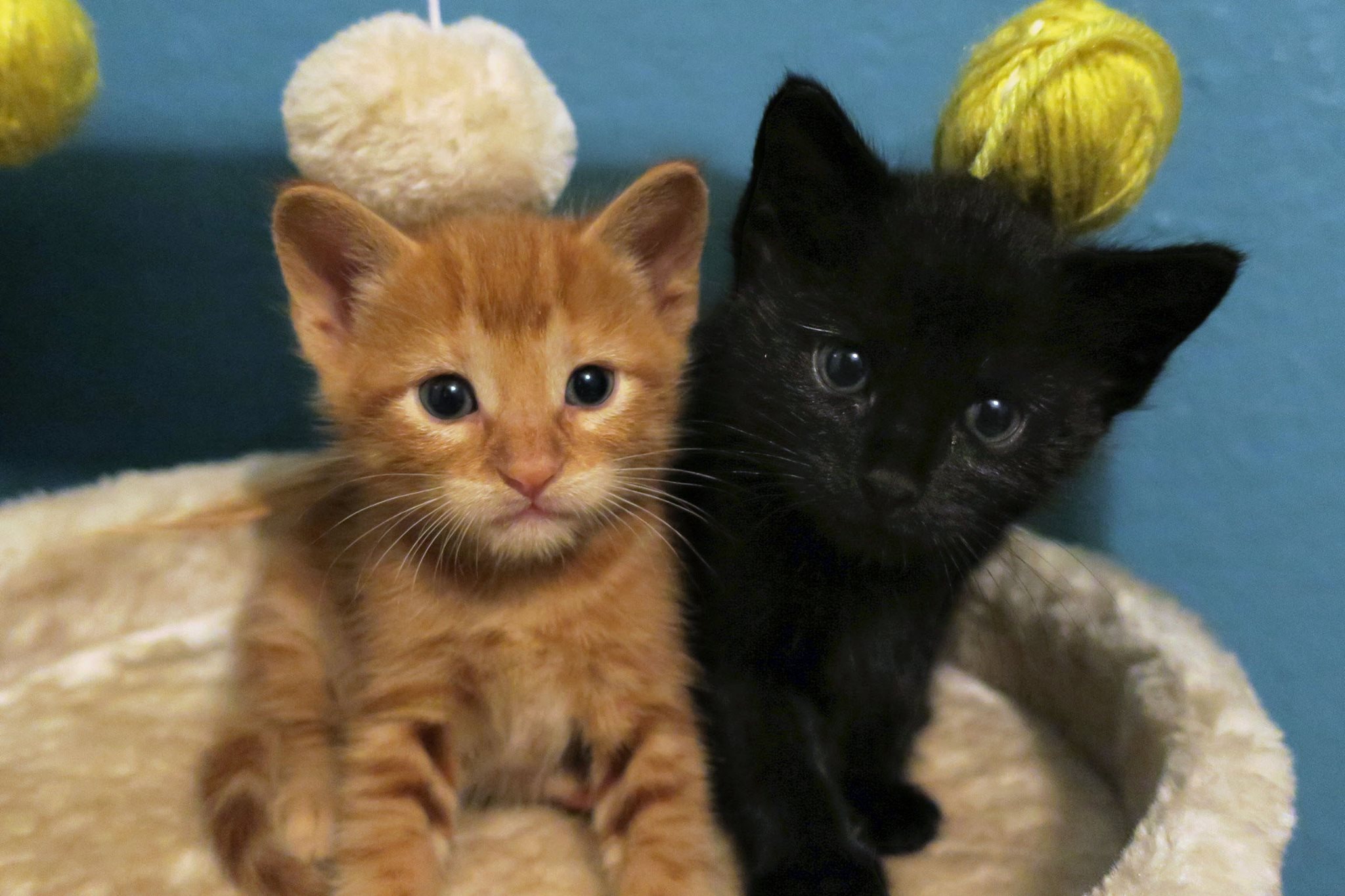 A rare photo of a baby lion and miniature bear together in their