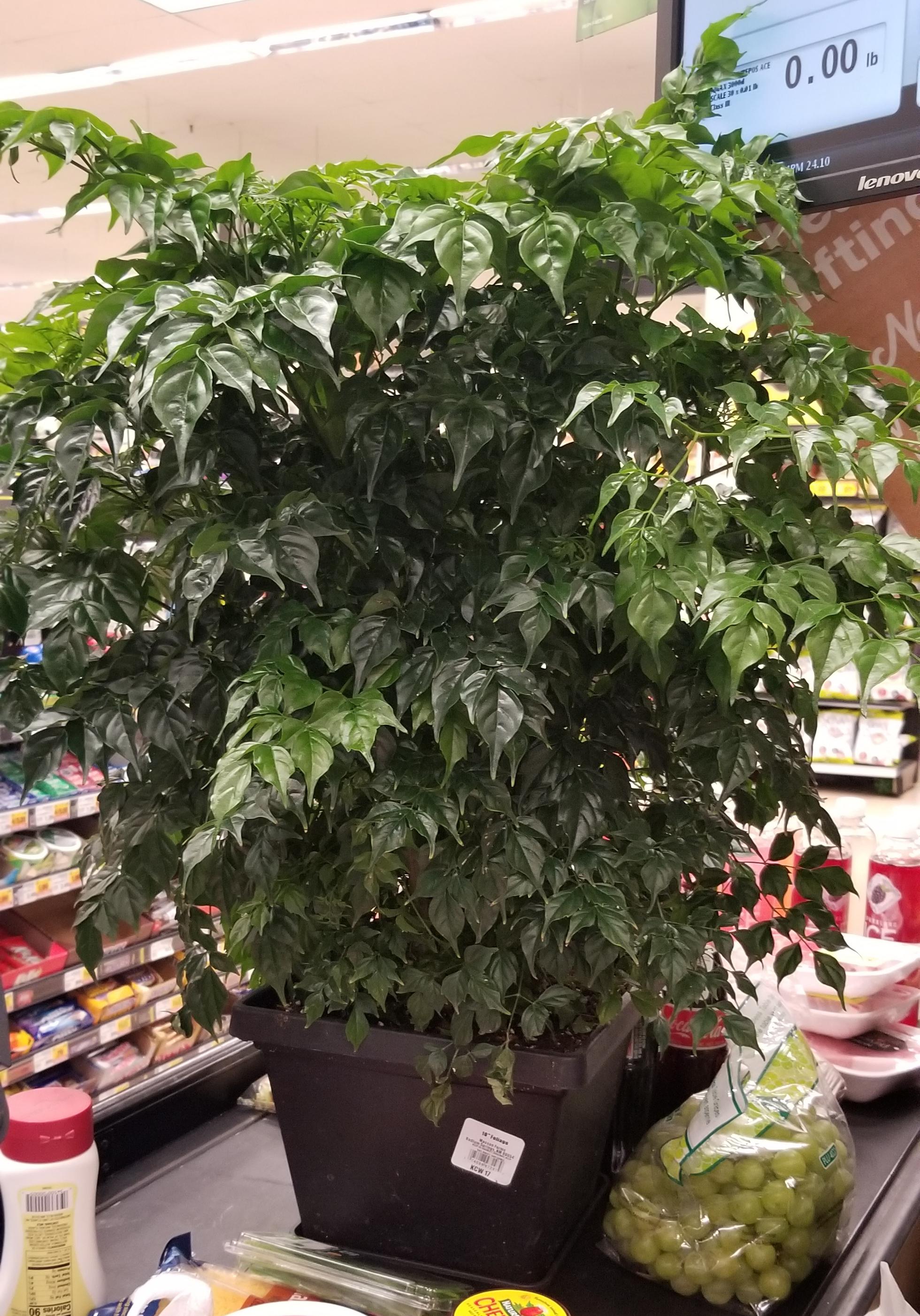 What is this plant? Found in a grocery store. r/whatsthisplant