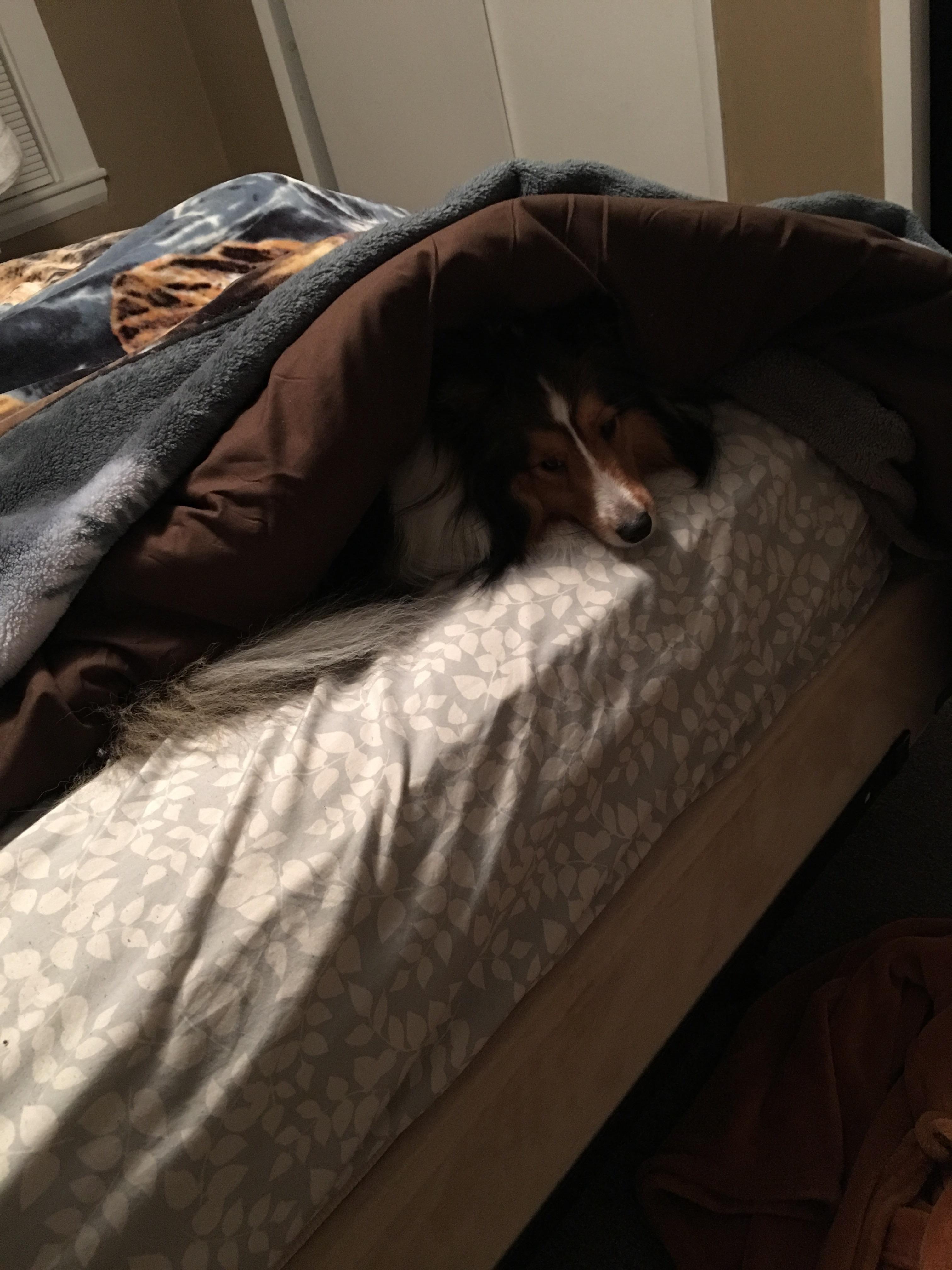 There’s a monster under my covers r/sheltie