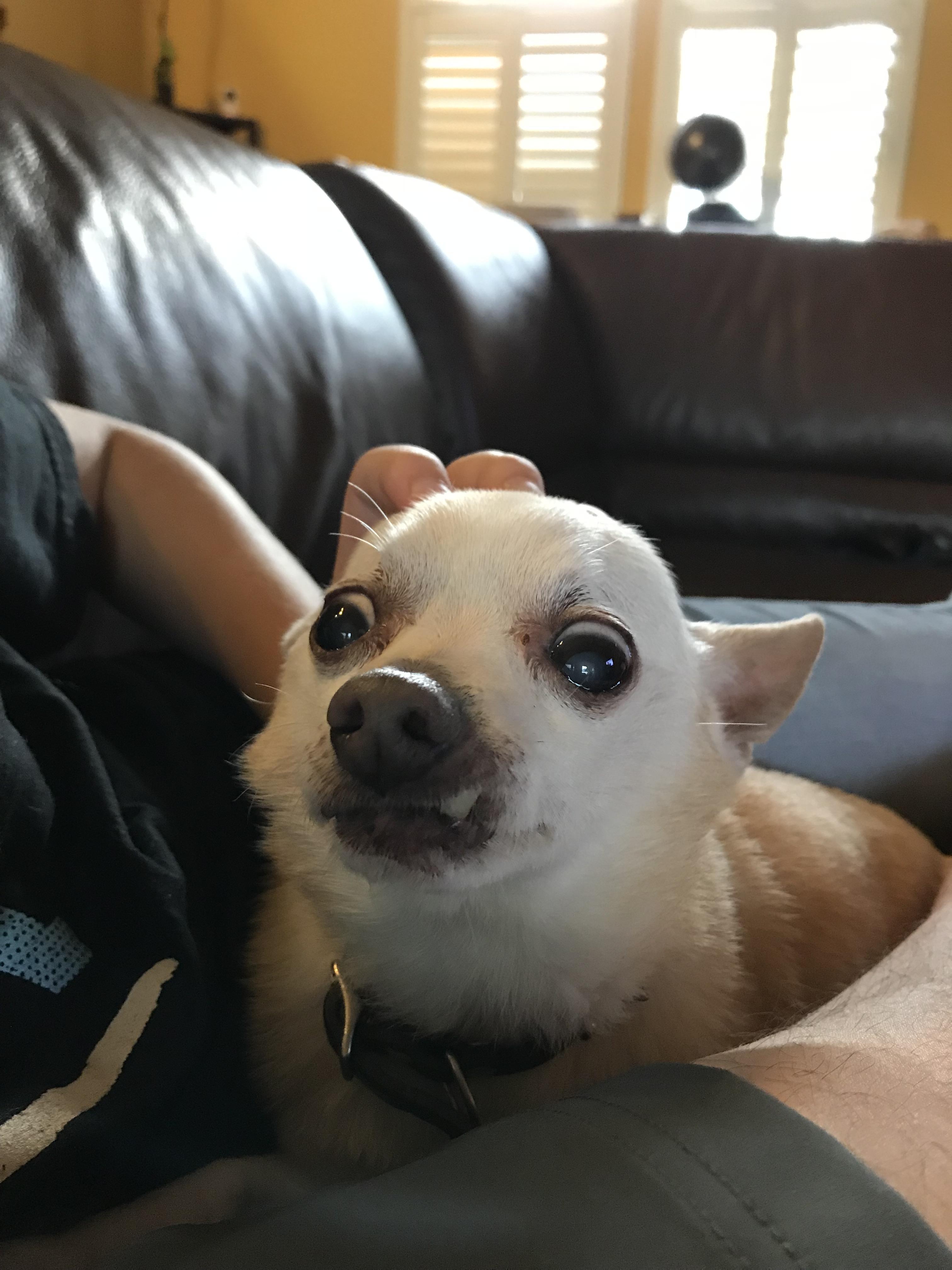Chihuahua Lifespan Reddit Pets Lovers