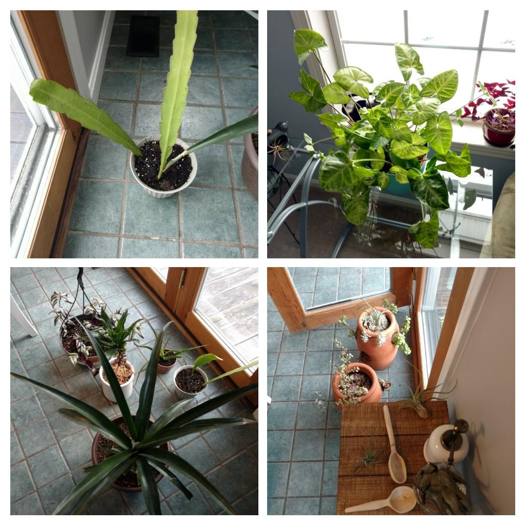 Winter extended into Spring in NH. Plants patiently waiting to be