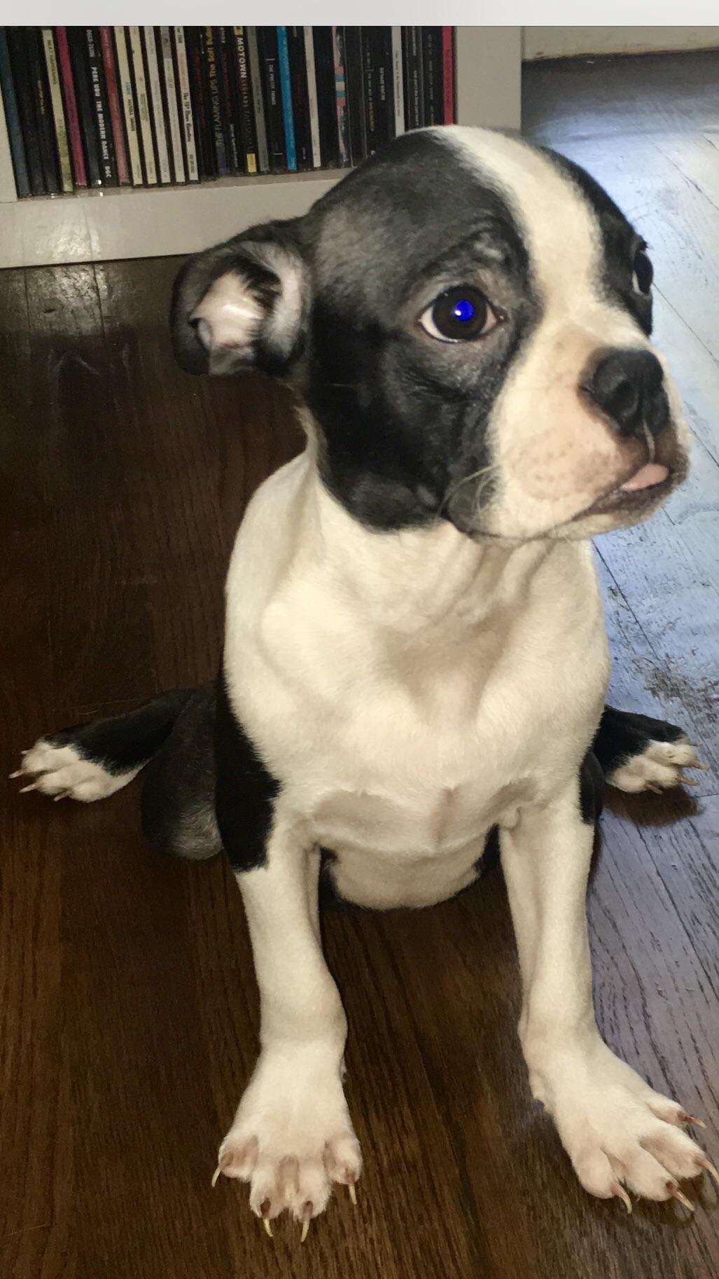Meet R2D2... my sis’ emotional and derpy Boston Terrier. r/aww