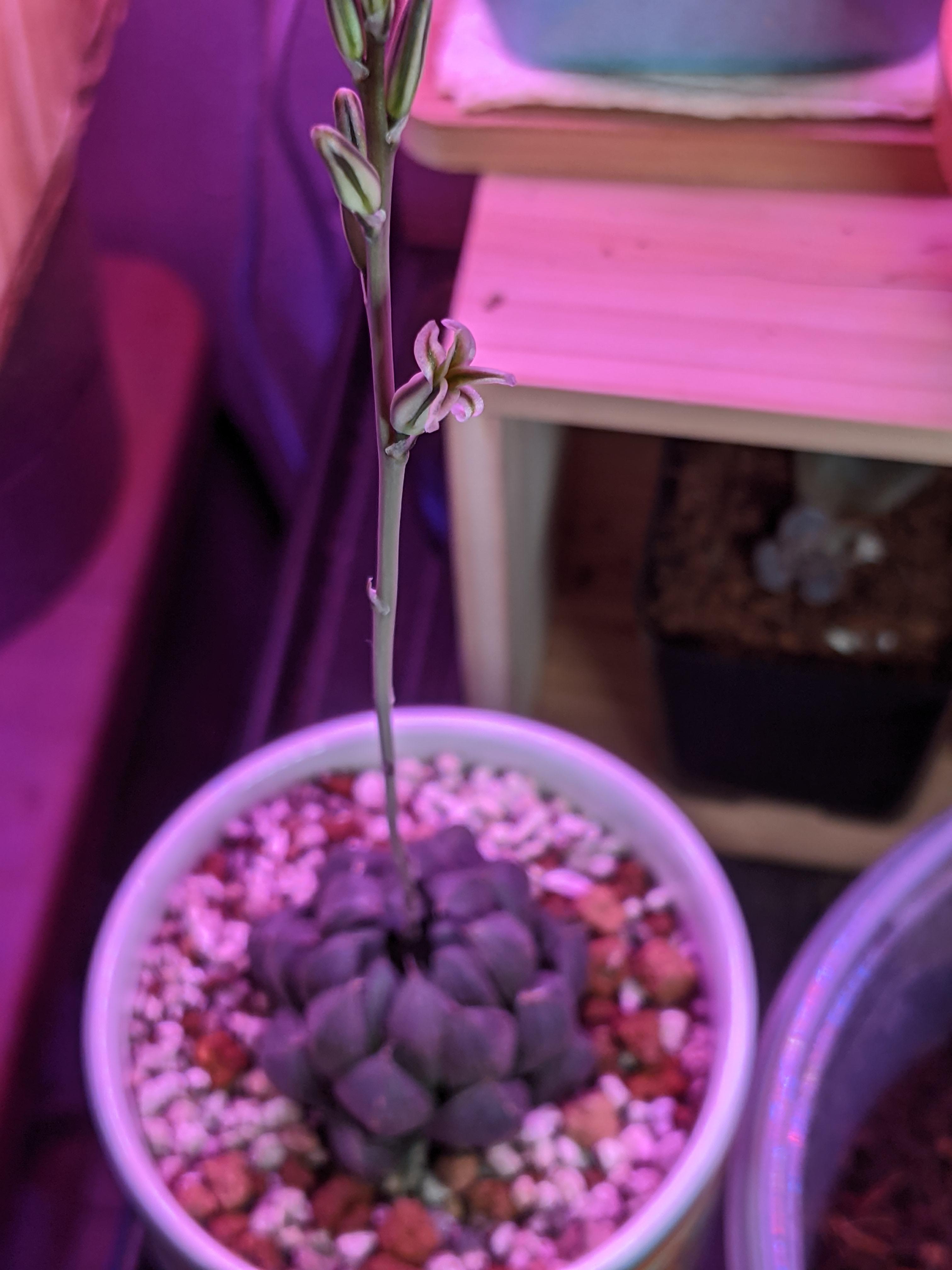 We have a flower! Can they self pollinate? r/haworthia