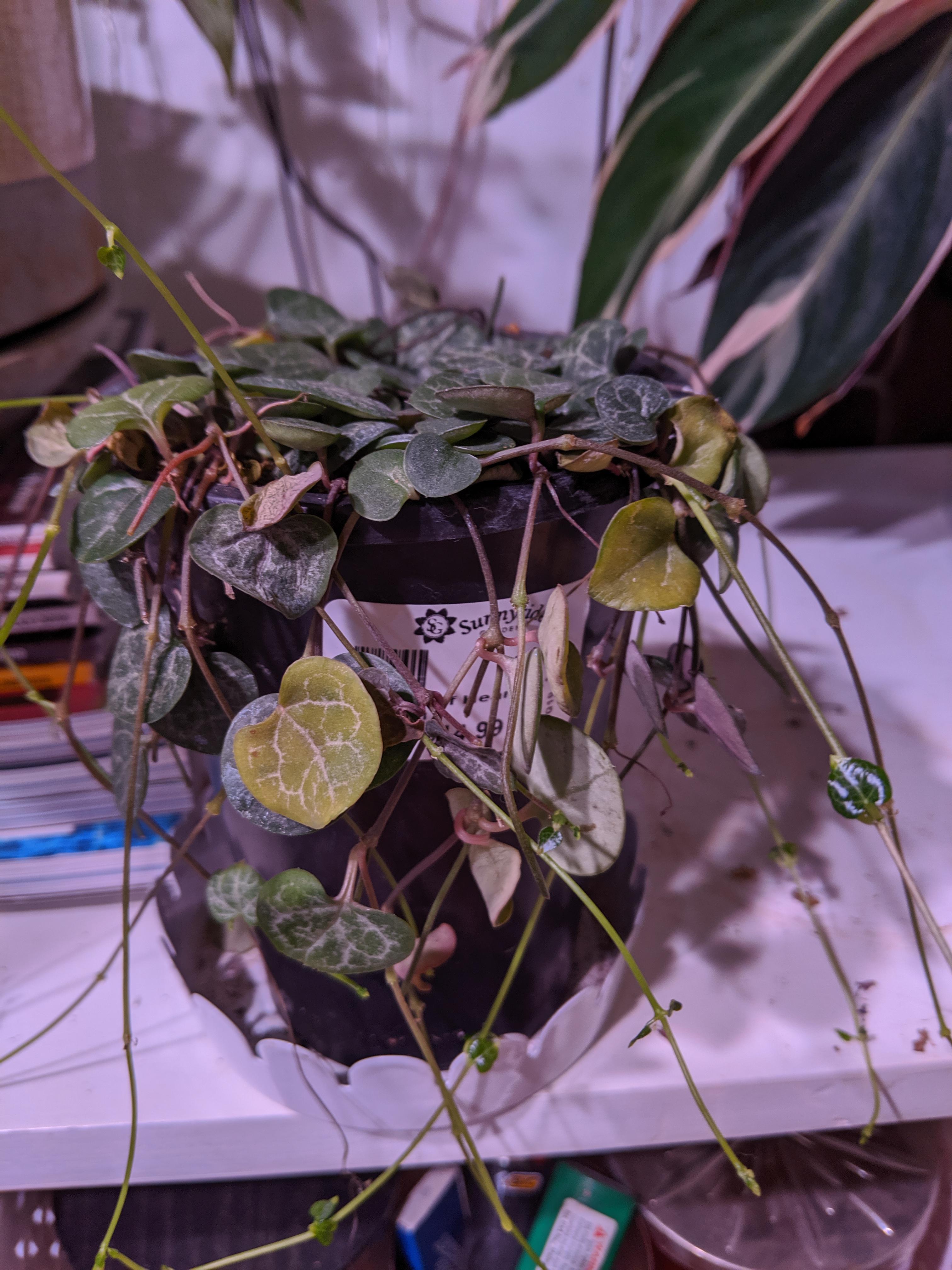 String of Hearts new growth and also yellowing leaves? r/plantclinic