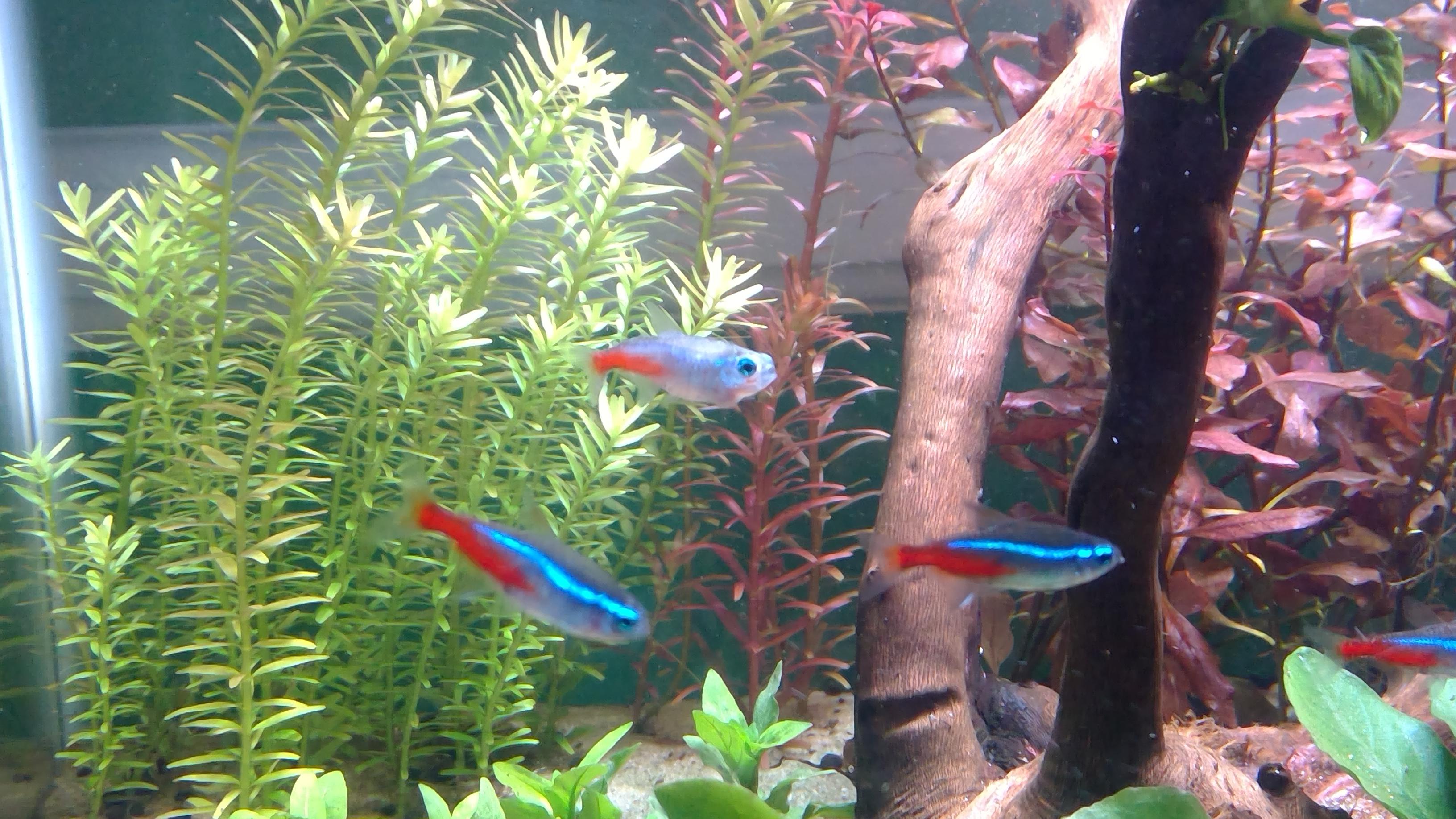 356 best Neon Tetras images on Pholder Aquariums, Planted Tank and