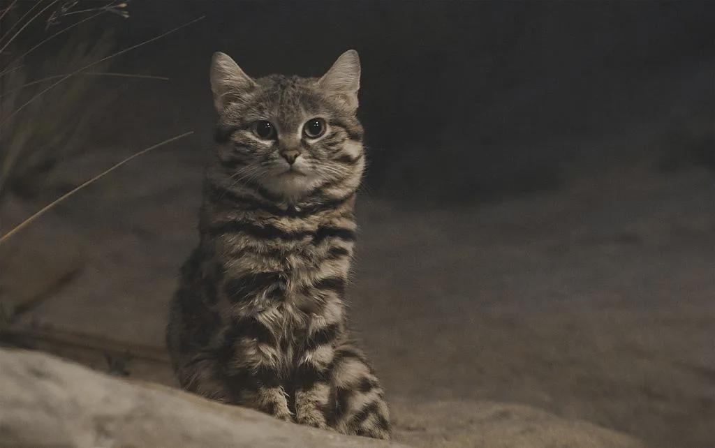 🔥 A blackfooted cat, the smallest wild cat in Africa. It is also a