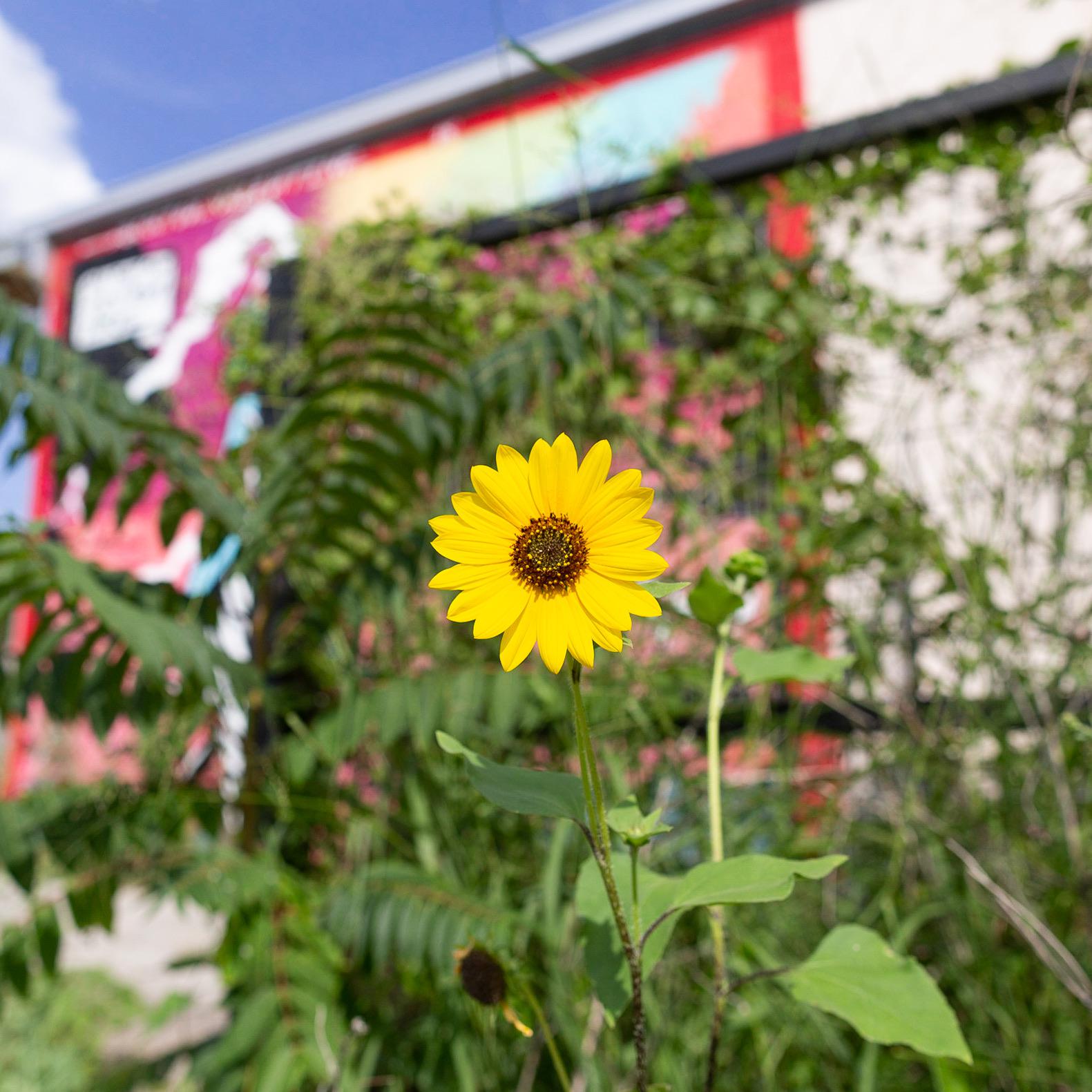 Sunflower in San Antonio, TX r/pics